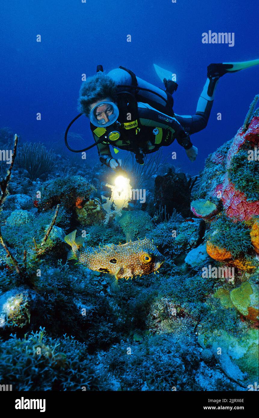 Taucher beobachten einen Web Burrfish (Chilomycterus antillarum) in einem karibischen Korallenriff, Curacao, Niederländische Antillen, Karibik Stockfoto