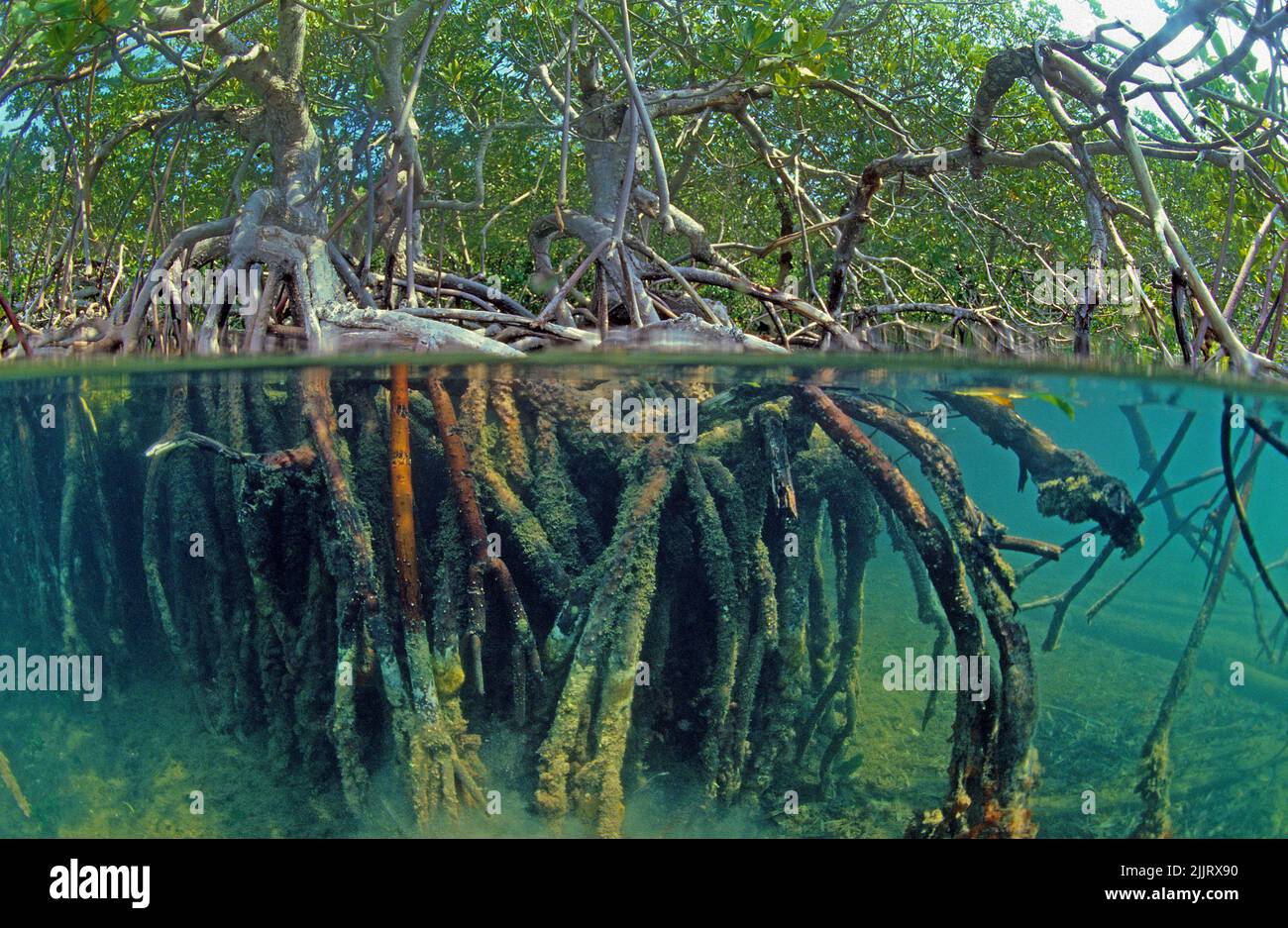 Geteiltes Bild, Mangos unter dem Dach, Rote Mangrove (Rhizophora Mangle), Mangroven sind weltweit geschützt, Kuba, Karibik Stockfoto