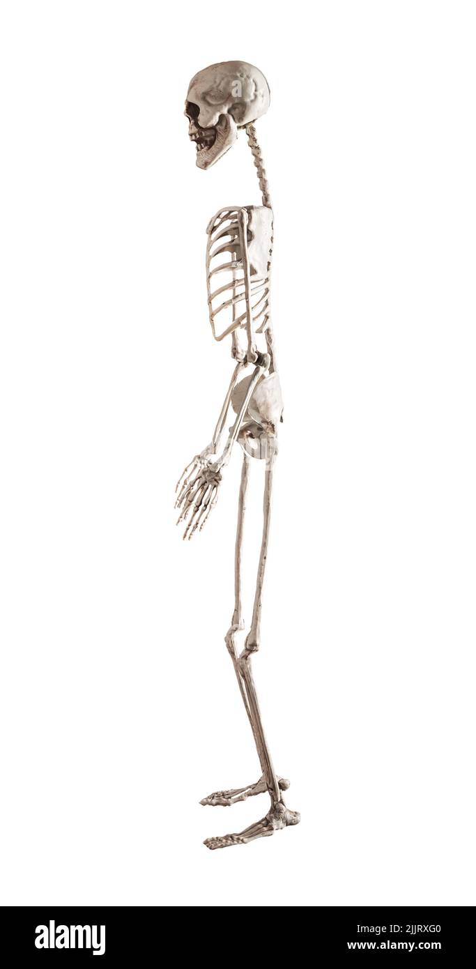 Menschliches Skelettmodell isoliert auf weißem Hintergrund. Seitenansicht. Muskel-Skelett-System. Anatomie, Halloween-Tag, Horror-Konzept. Hochwertige Fotos Stockfoto