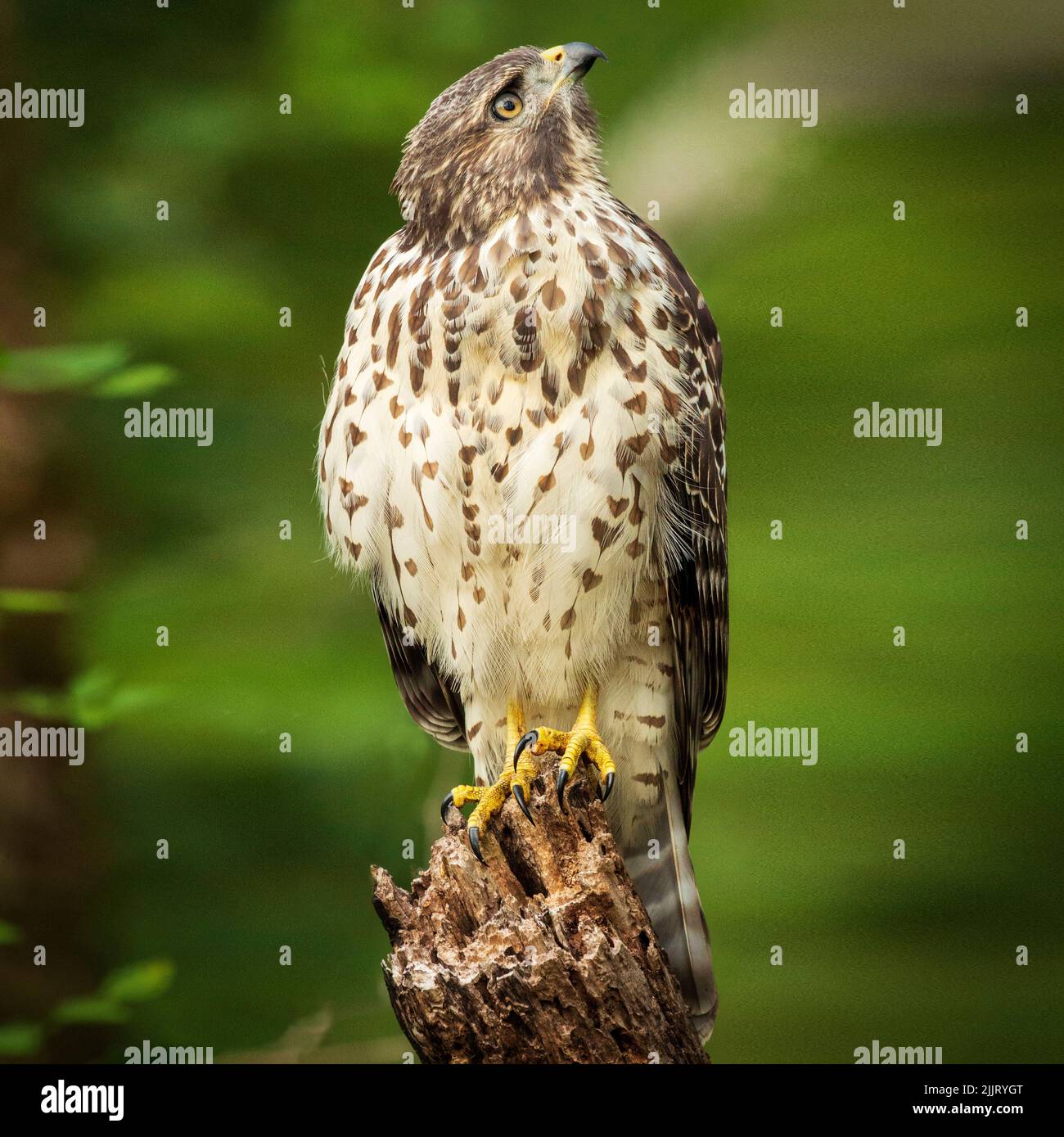 Ein Rotschulter-Falke, der auf einem Barsch im Bird Rookery Swamp in Naples, Florida, sitzt Stockfoto