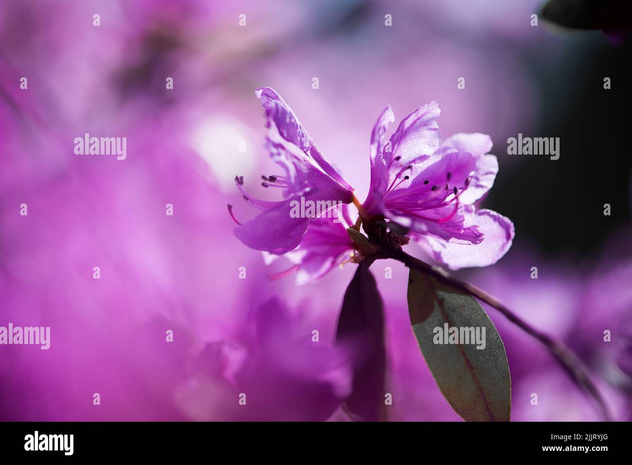 Eine selektive Fokusaufnahme einer schönen violetten Rhododendronblüte mit grünen Blättern in einem Garten Stockfoto