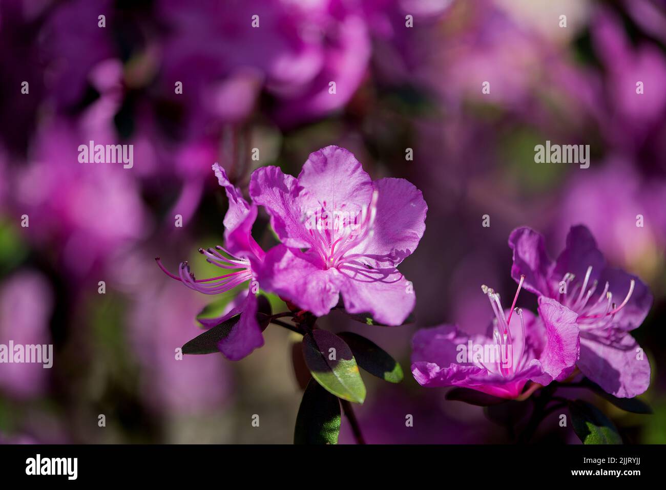 Eine selektive Fokusaufnahme einer schönen violetten Rhododendronblüte mit grünen Blättern in einem Garten Stockfoto