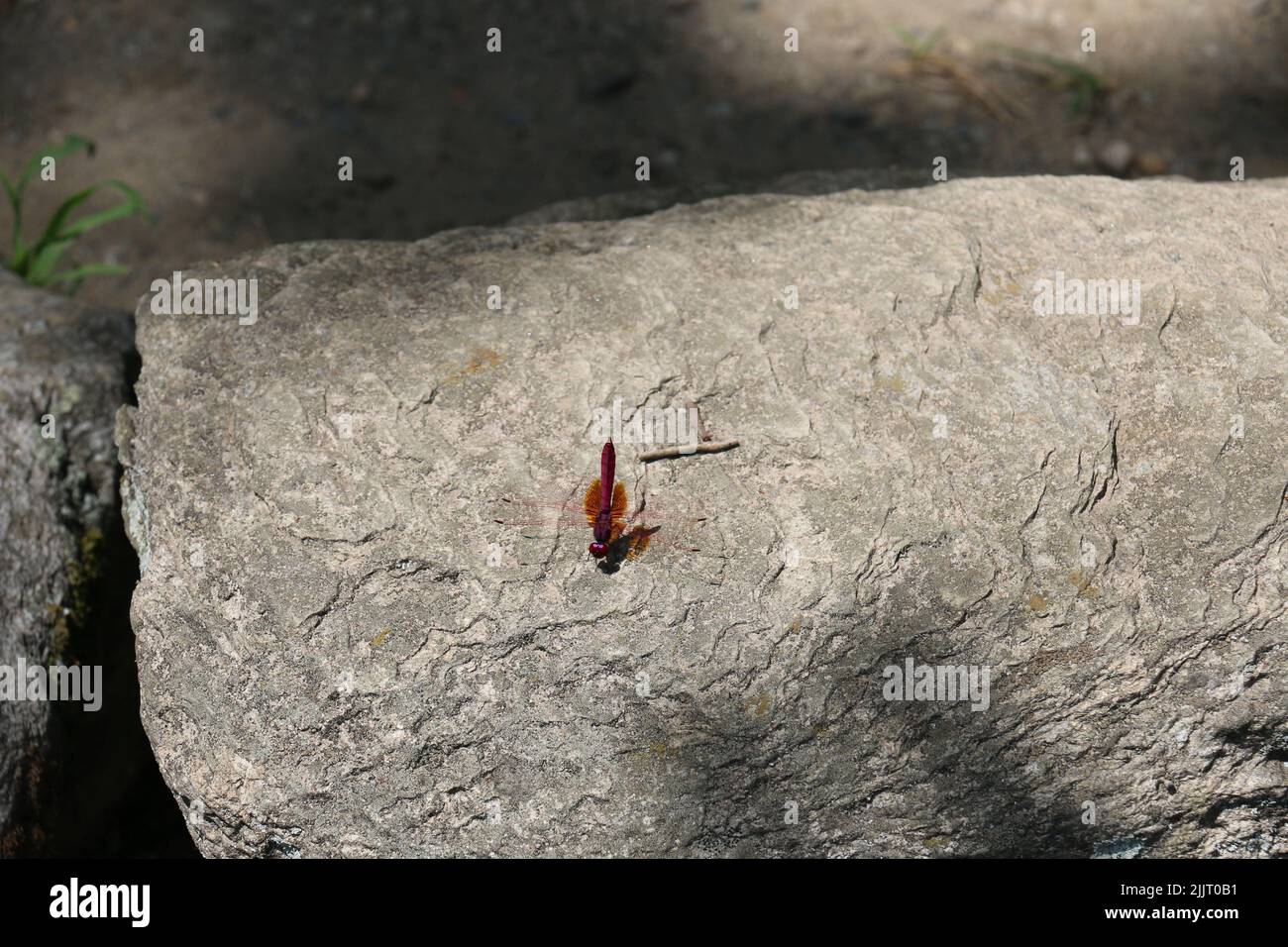 Eine Nahaufnahme einer roten Libelle auf dem Felsen Stockfoto