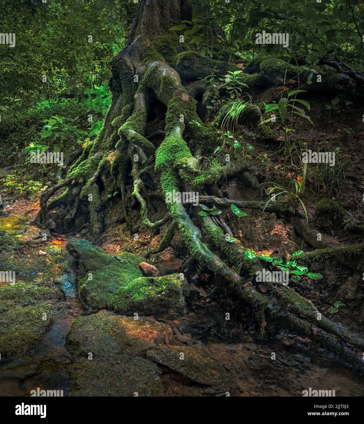 Der knarrige Baum im Cherokee Park Stockfoto