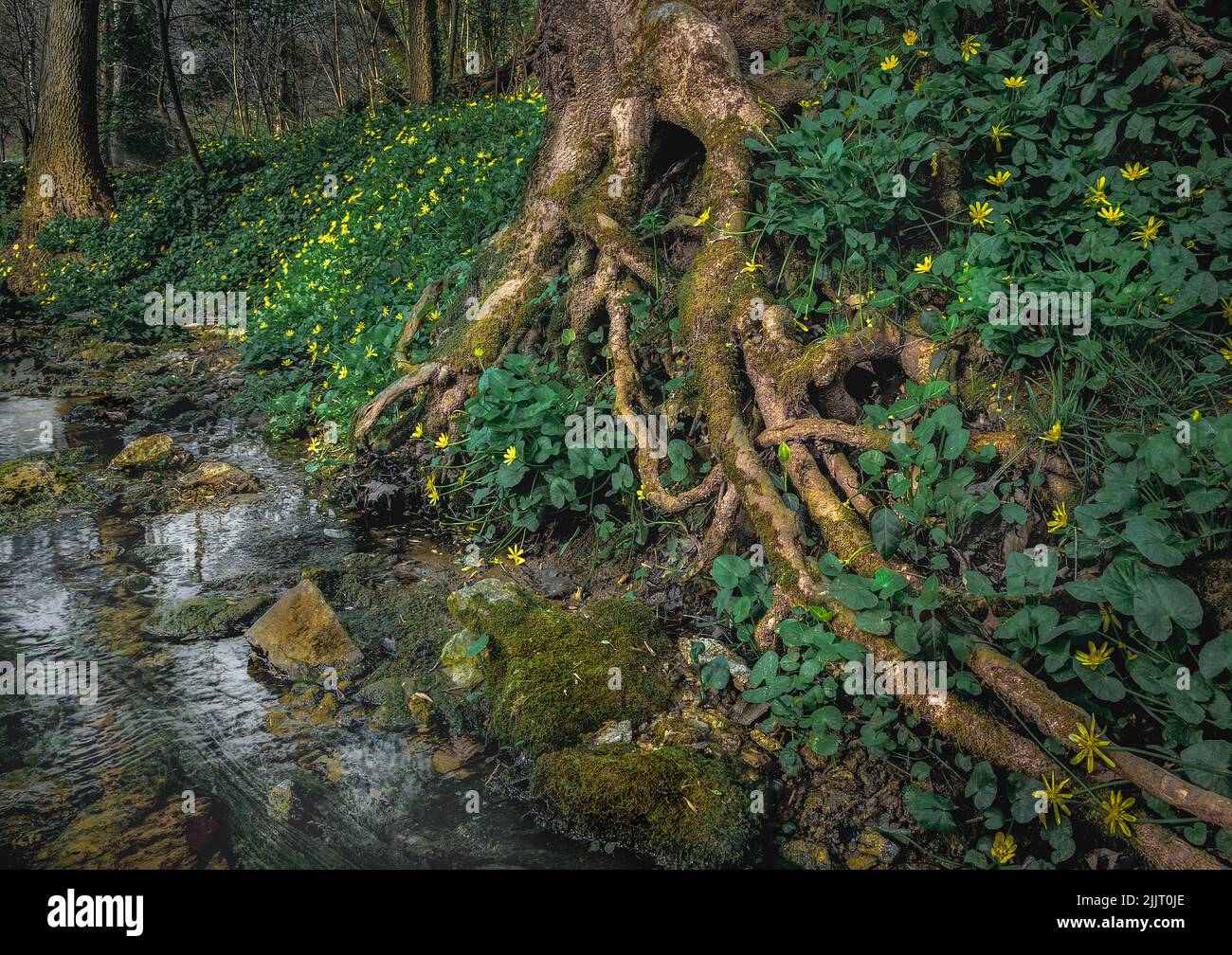 Der knarrige Baum im Cherokee Park mit Feigenbutterhalmchen Stockfoto