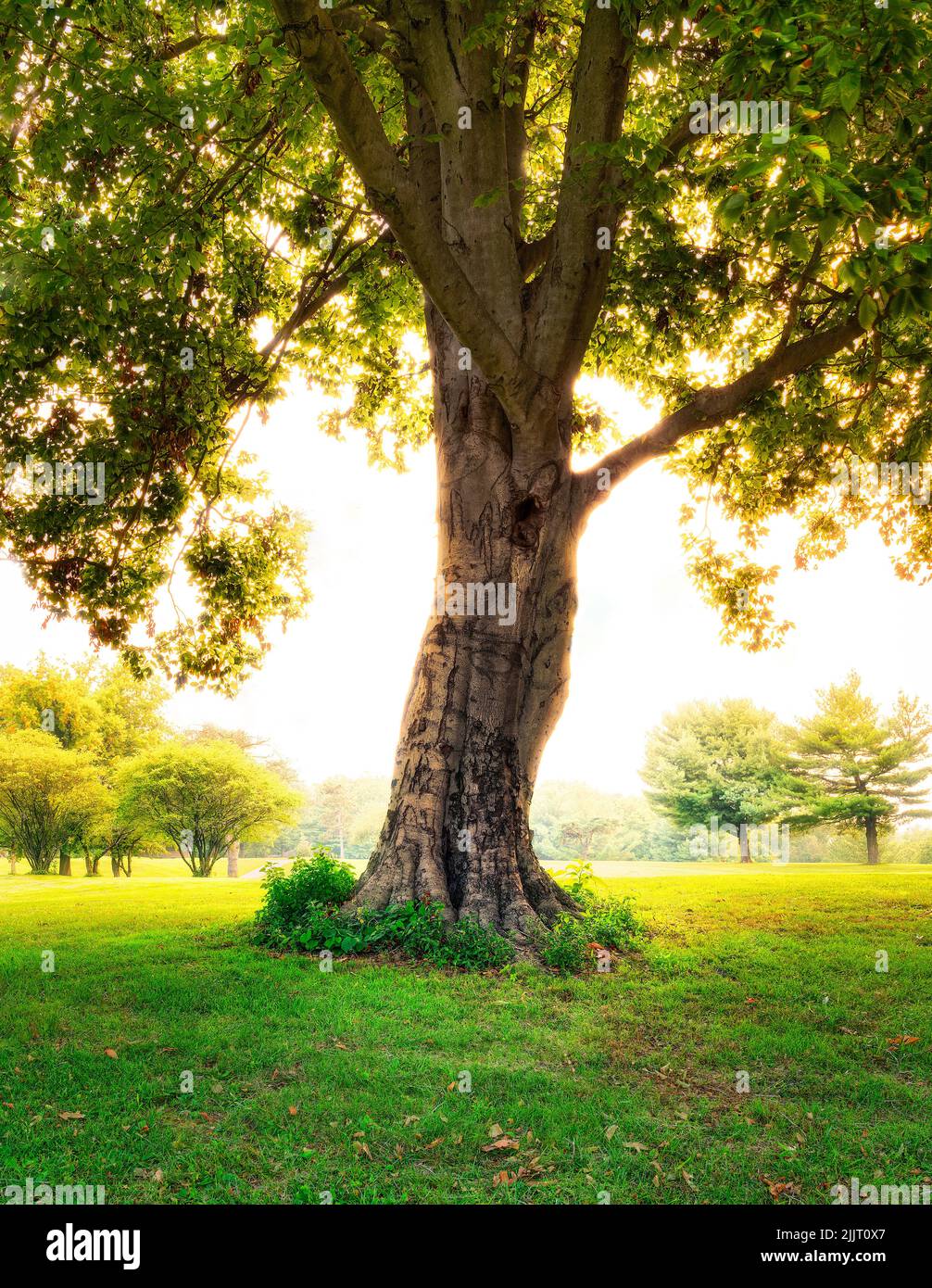 Eine schöne Aufnahme eines riesigen Baumes an einem sonnigen Tag Stockfoto