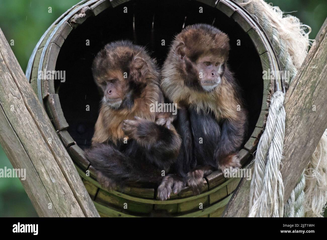 Goldbäuchige Kapuziner (Sapajus xanthosternos) in einem Fass sitzend, Paar Stockfoto