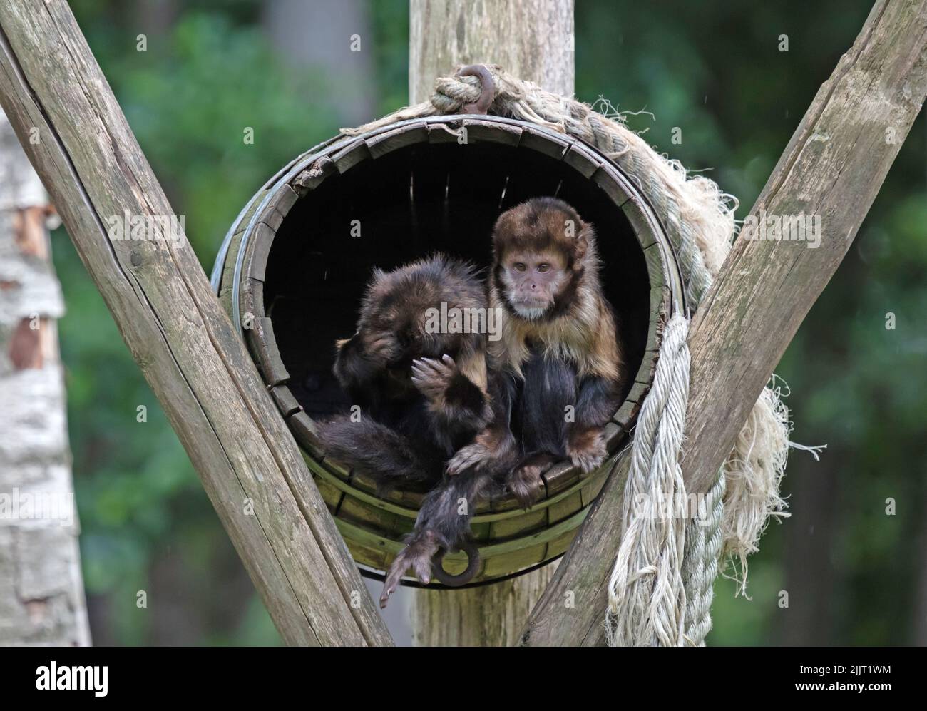 Goldbäuchige Kapuziner (Sapajus xanthosternos) in einem Fass sitzend, Paar Stockfoto