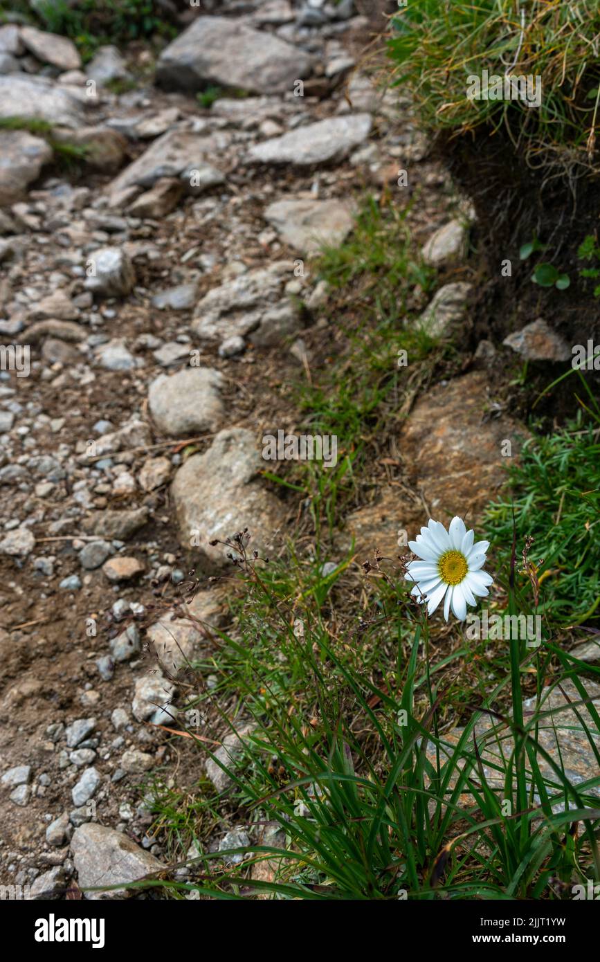 Margerithe am Wegrand, weisse Blume mit gelbem Zentrum beim Wanderweg in den Bergen Stockfoto