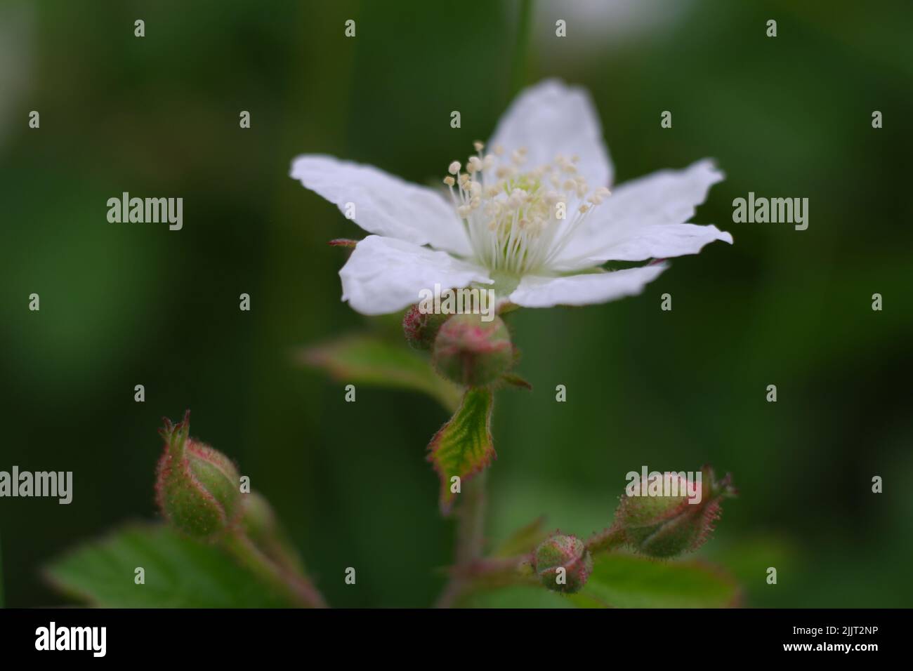 Eine Nahaufnahme einer roten Himbeere, die im Garten blüht Stockfoto