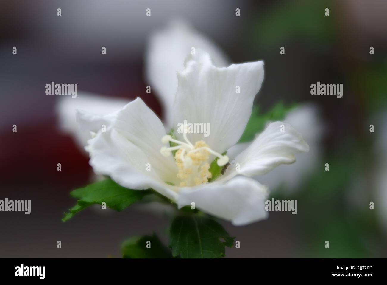 Eine Nahaufnahme von weißen Blüten, isoliert im grünen Naturhintergrund Stockfoto