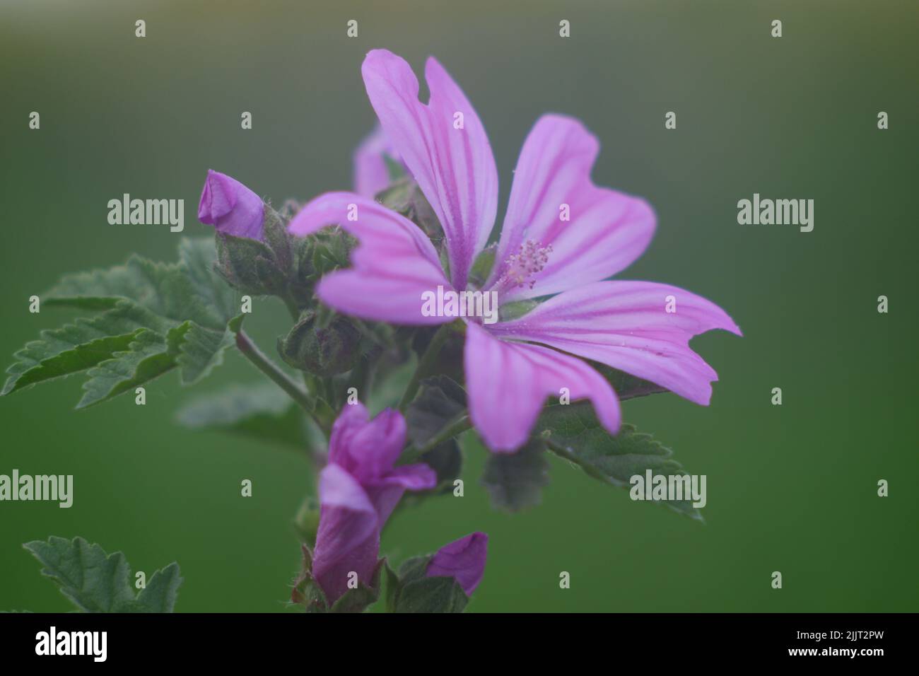 Eine Nahaufnahme der blühenden purpurnen Malva sylvestris-Blume, isoliert im grünen Naturhintergrund Stockfoto