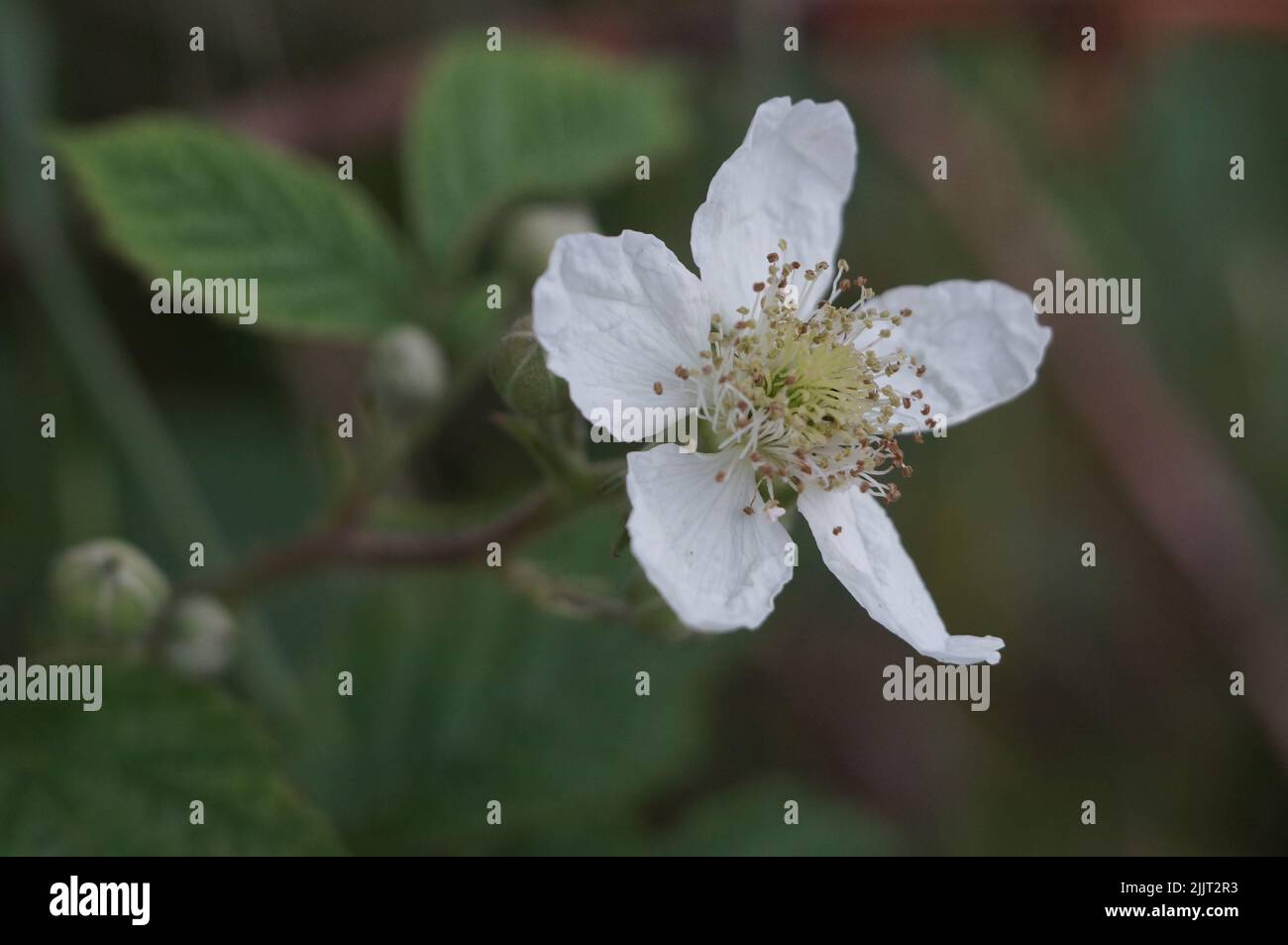 Eine Nahaufnahme einer roten Himbeere, die im Garten blüht Stockfoto