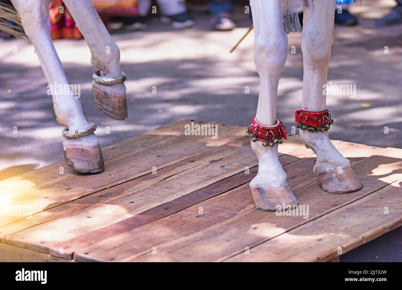 Eine Nahaufnahme der Füße eines weißen Tanzes mit dem indischen klassischen ghungroo Stockfoto Eine Nahaufnahme der Füße eines weißen Tanzes mit dem indischen klassischen ghungroo Stockfoto
