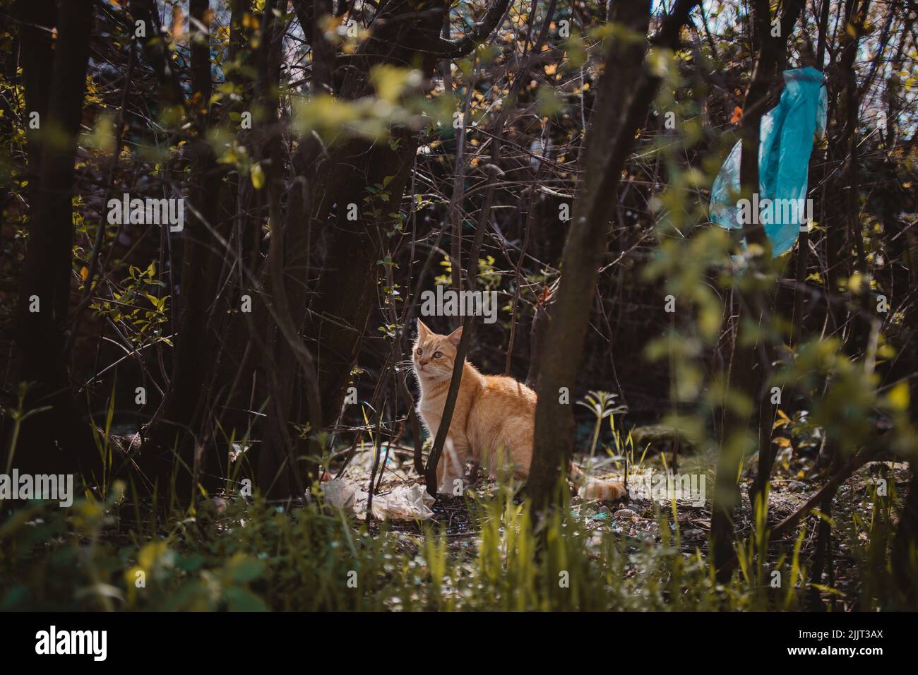 Die niedliche orangefarbene Katze im Park hinter den Ästen. Stockfoto