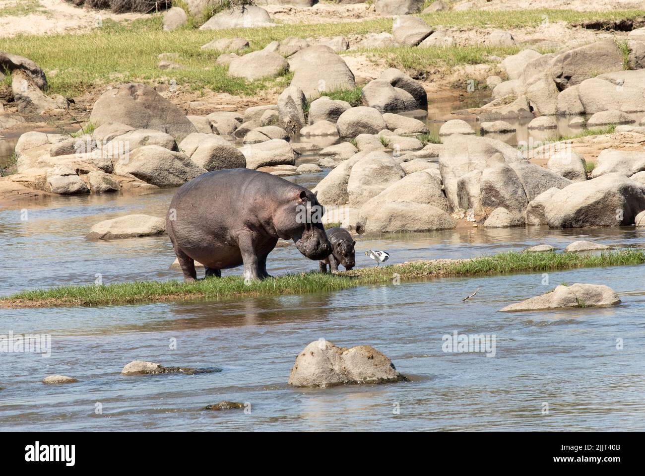 Ein weibliches Hippo und ihr junges Kalb überqueren die Ruaha-Kanäle. Aber sie stören eine brütende weißgekrönte Kiebitz, die tapfer ihren Boden steht. Stockfoto