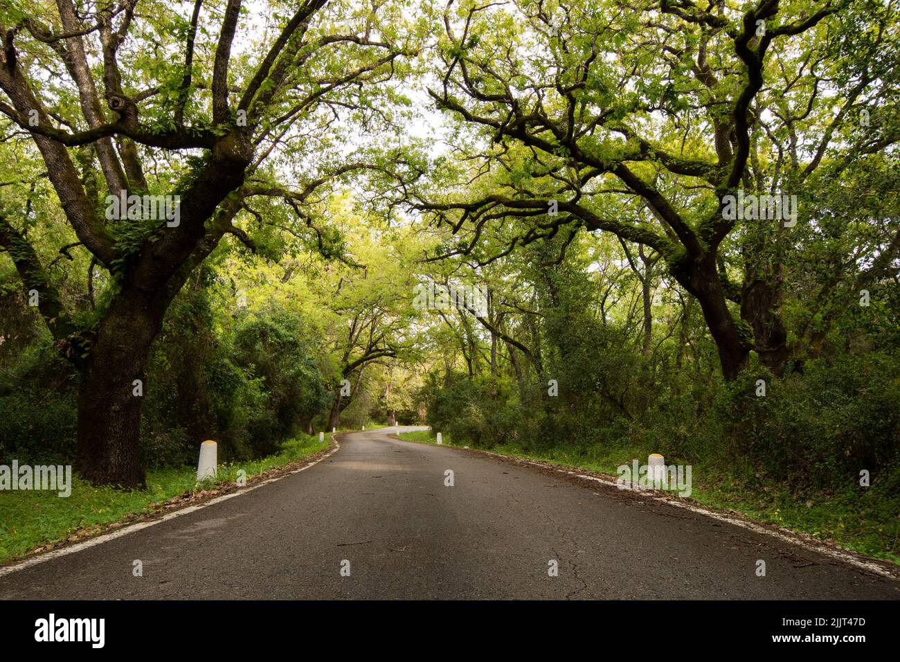 Eine leere Waldstraße, die bei Tageslicht von Bäumen umgeben ist Stockfoto