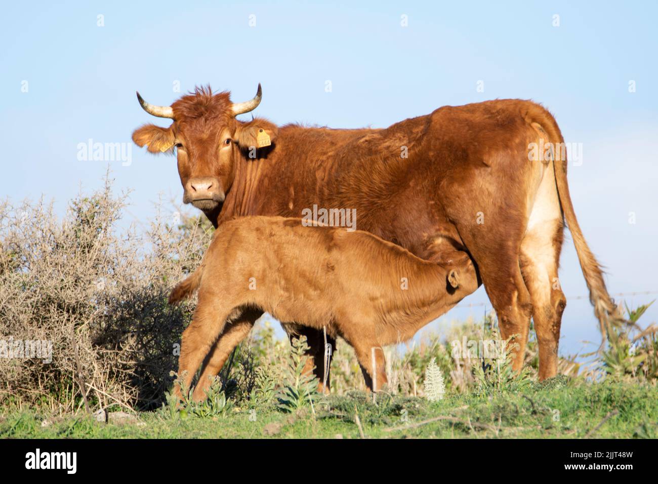 Eine braune Kuh, die an einem klaren, sonnigen Tag ein Kalb auf einer grünen Wiese füttert Stockfoto