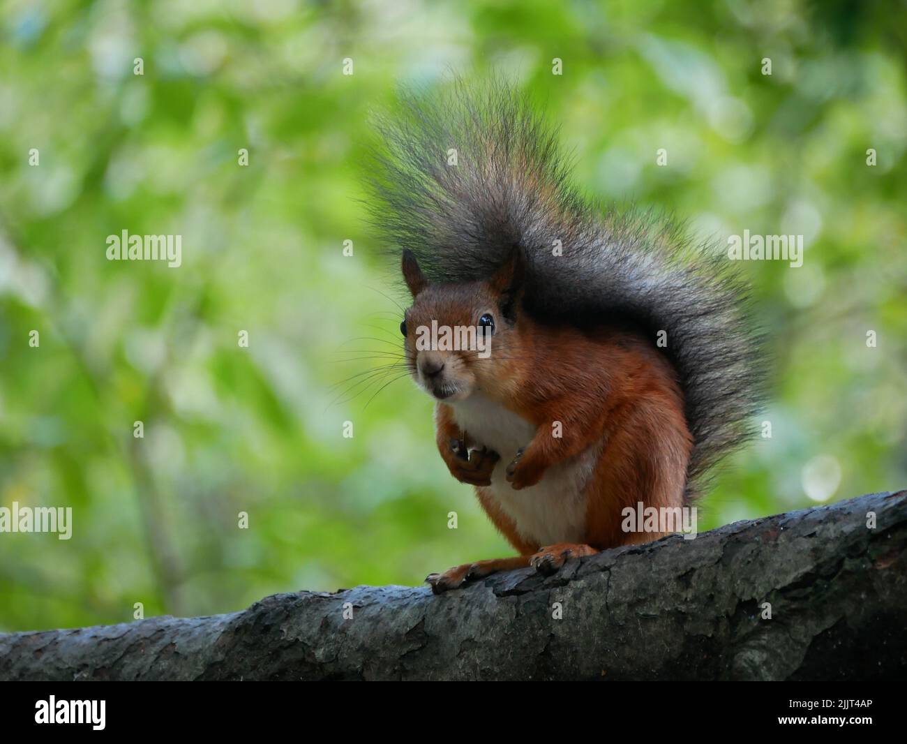Eine Nahaufnahme eines braunen Eichhörnchens mit einem flauschigen Schwanz auf einem Baum Stockfoto