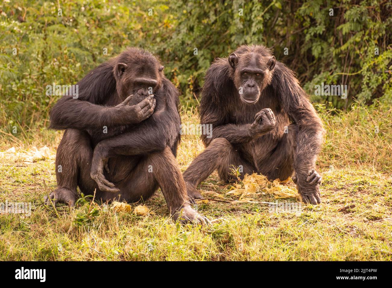 Schimpansen sitzen und reden together.in Wildnis Kenias Stockfoto