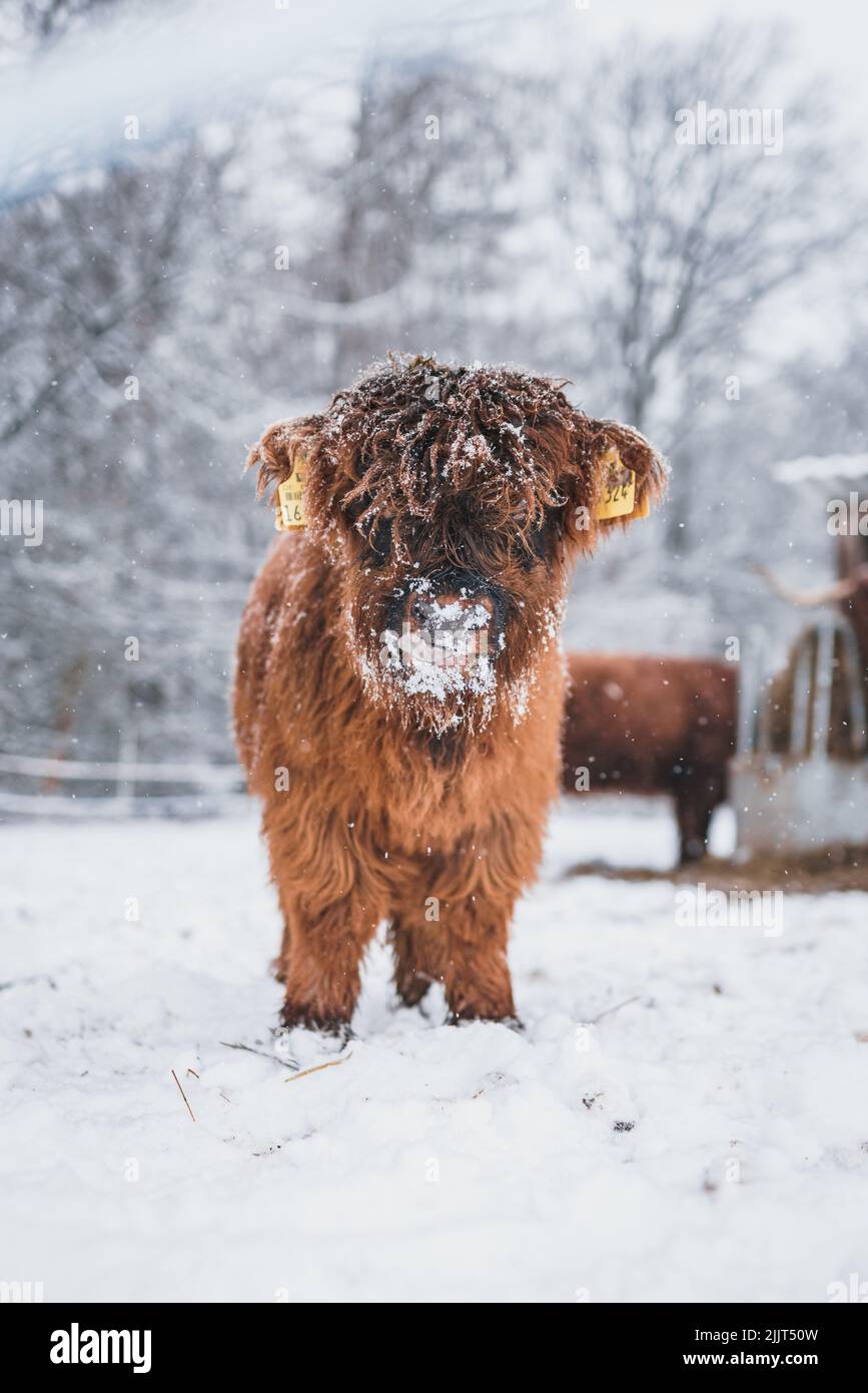 Ein vertikales Porträt eines niedlichen Hochlandrinder-Babys mit einer verschneiten Schnauze Stockfoto