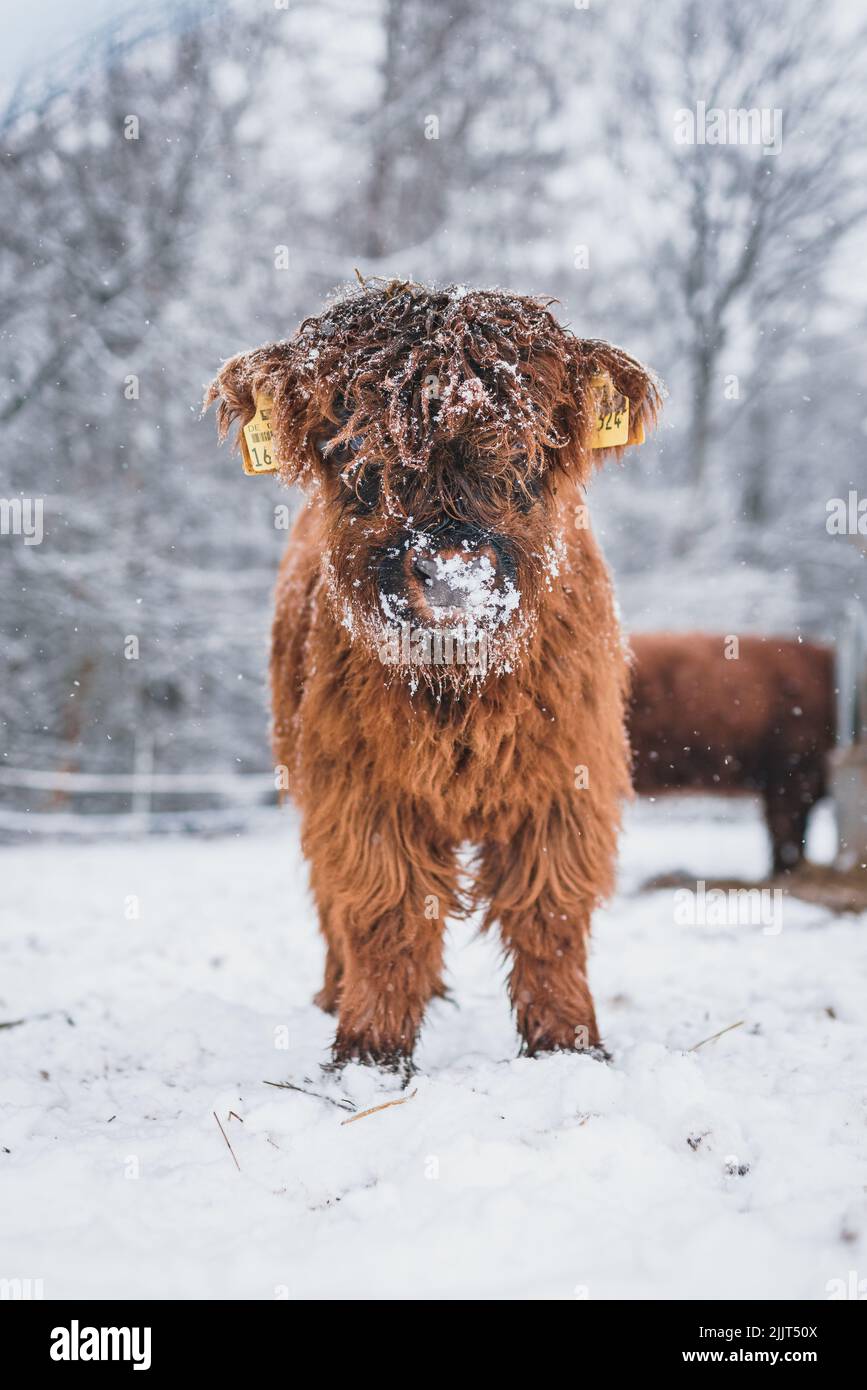 Ein vertikales Porträt eines niedlichen Hochlandrinder-Babys mit einer verschneiten Schnauze Stockfoto