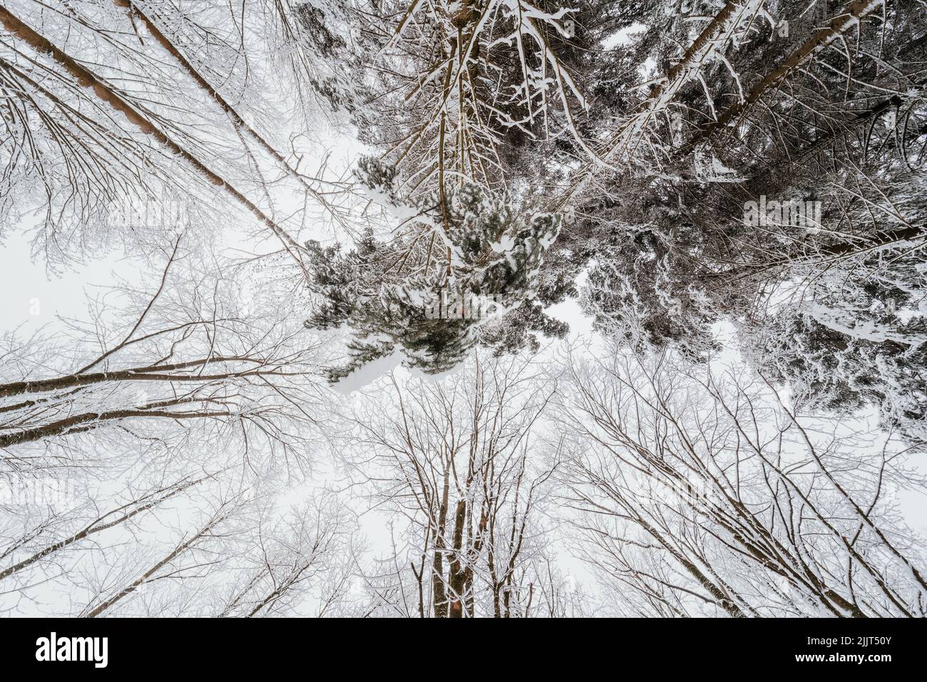 Eine Aufnahme von riesigen Bäumen ohne Blätter, die teilweise mit Schnee bedeckt sind, in Hessen, Deutschland Stockfoto