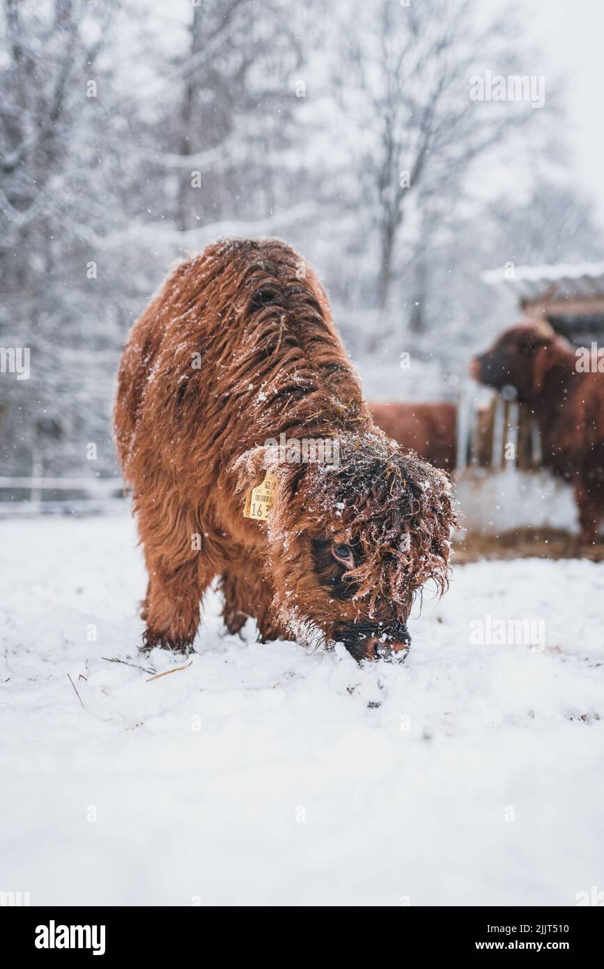 Eine vertikale Nahaufnahme eines niedlichen Hochlandrinder-Babys, das den Schnee schnuppert Stockfoto