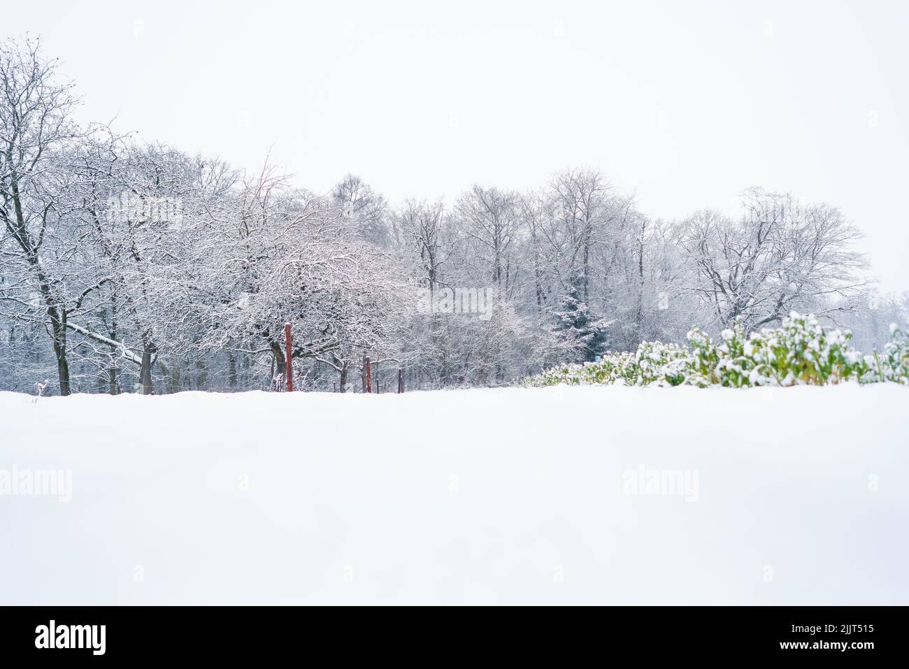 Ein schöner Wald mit blattlosen Bäumen in einer Winterlandschaft Stockfoto