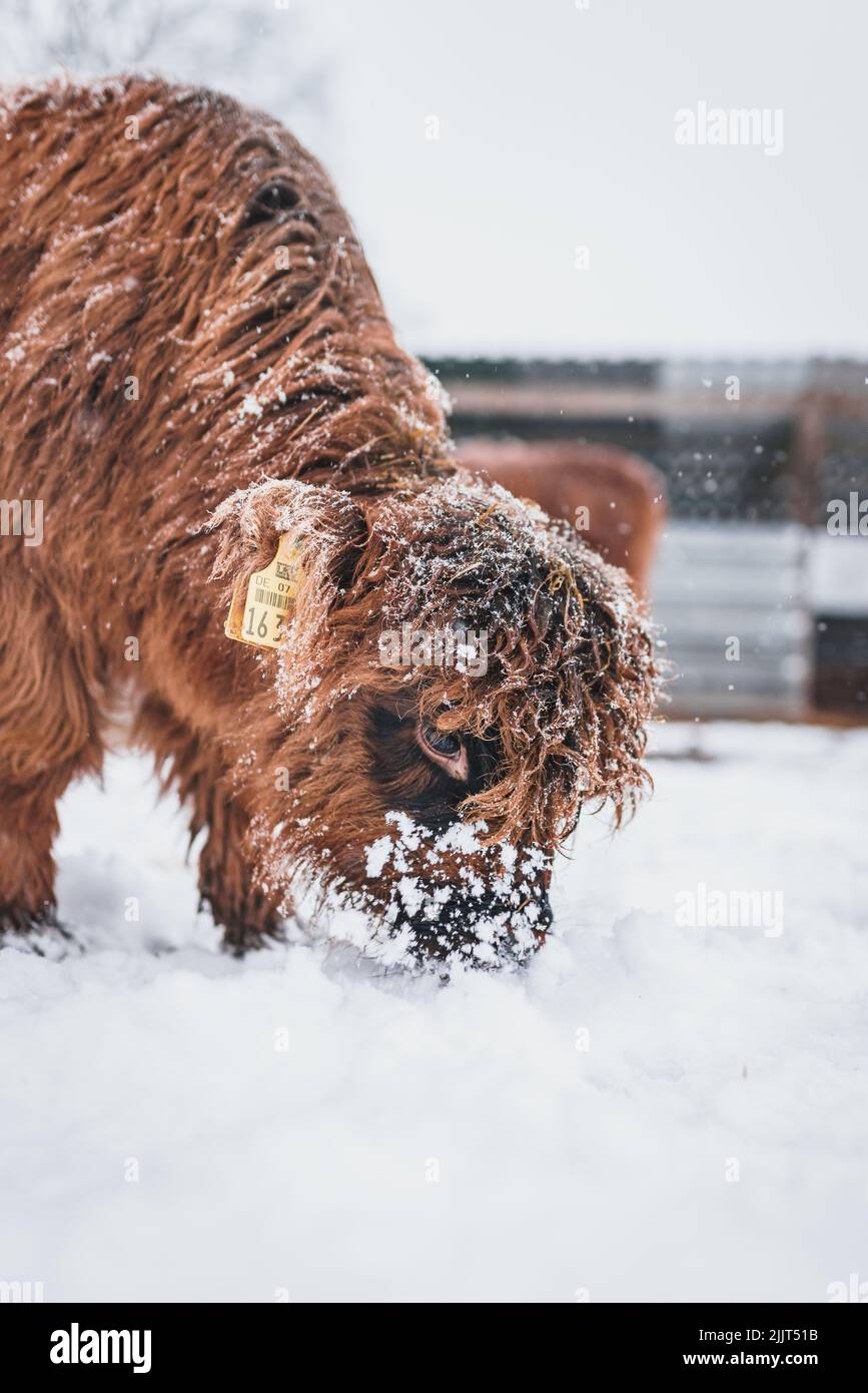 Eine vertikale Nahaufnahme eines niedlichen Hochlandrinder-Babys, das den Schnee schnuppert Stockfoto