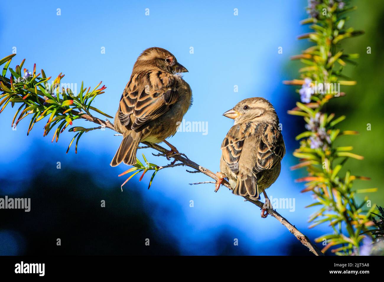 Eine Nahaufnahme von zwei niedlichen Sperlingen, die bei Tageslicht auf einem Ast sitzen Stockfoto