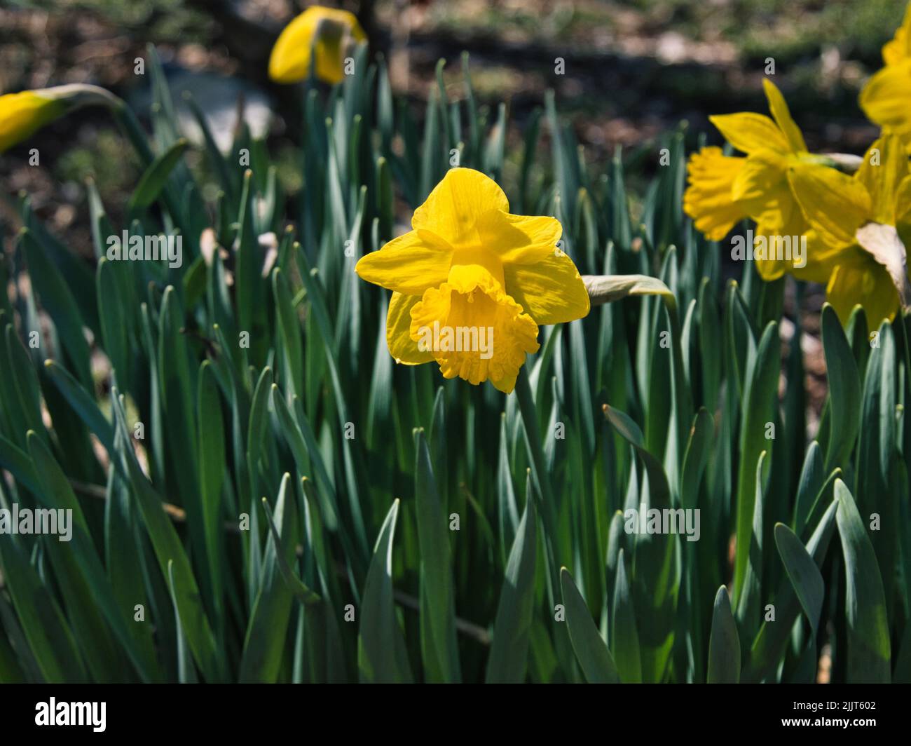 Eine Nahaufnahme von gelben Narcissus-Blumen im Overland Park Arboretum, Kansas, USA Stockfoto