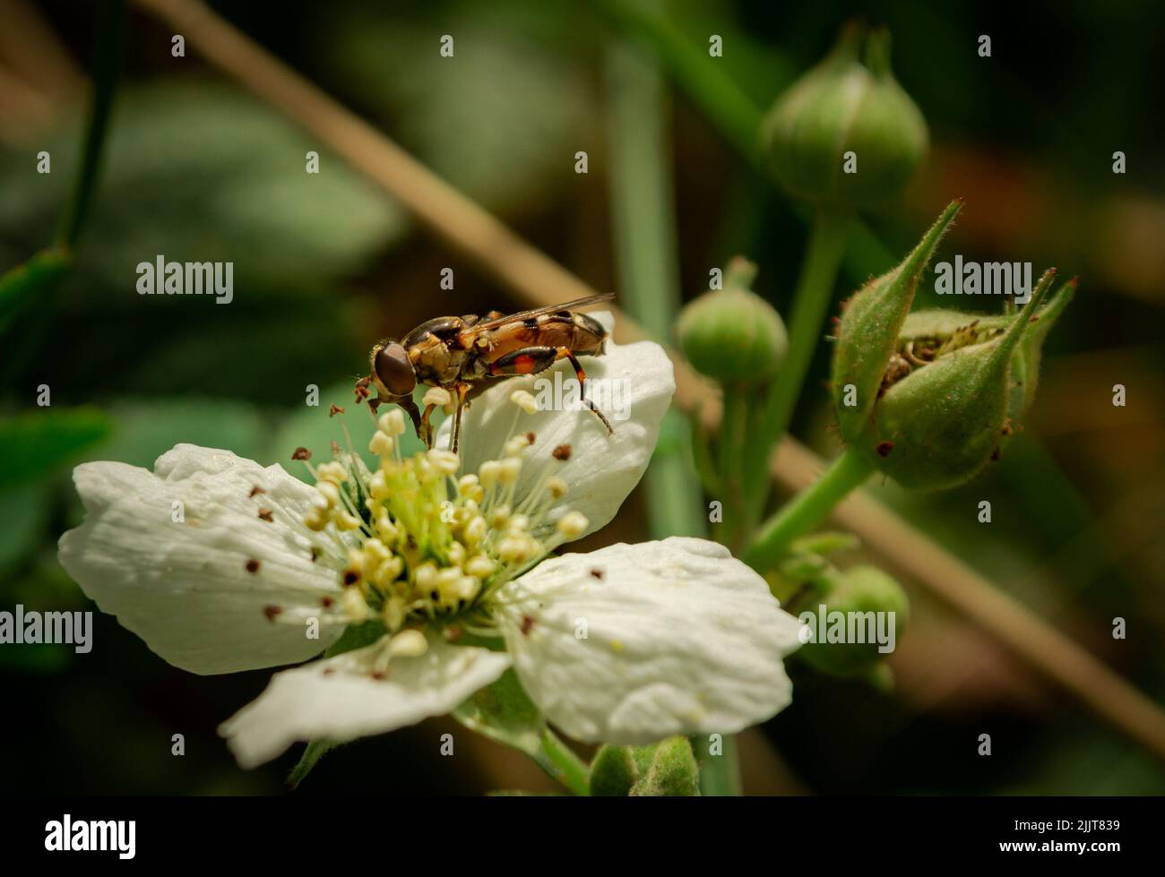 Eine kleine Wespe trinkt Nektar von einer Dewberry-Blume Stockfoto