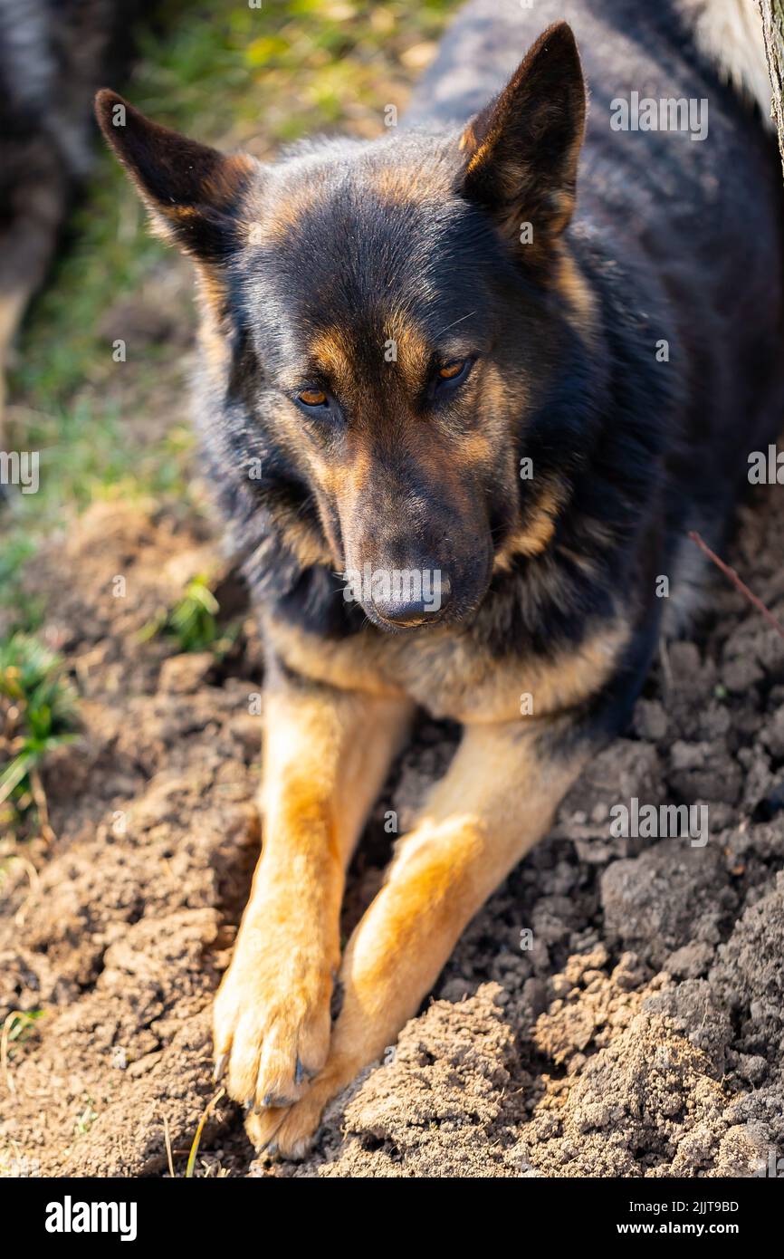 Eine vertikale Nahaufnahme des Schäferhundes, der auf dem Boden liegt. Ausgewählter Fokus. Stockfoto