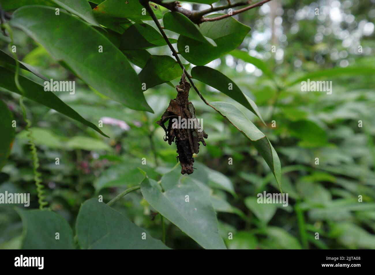 Ein alter und seltsamer Schutzfall einer Bagworm-Motte hängt an einem Ende des Starfruit-Flugblatts Stockfoto