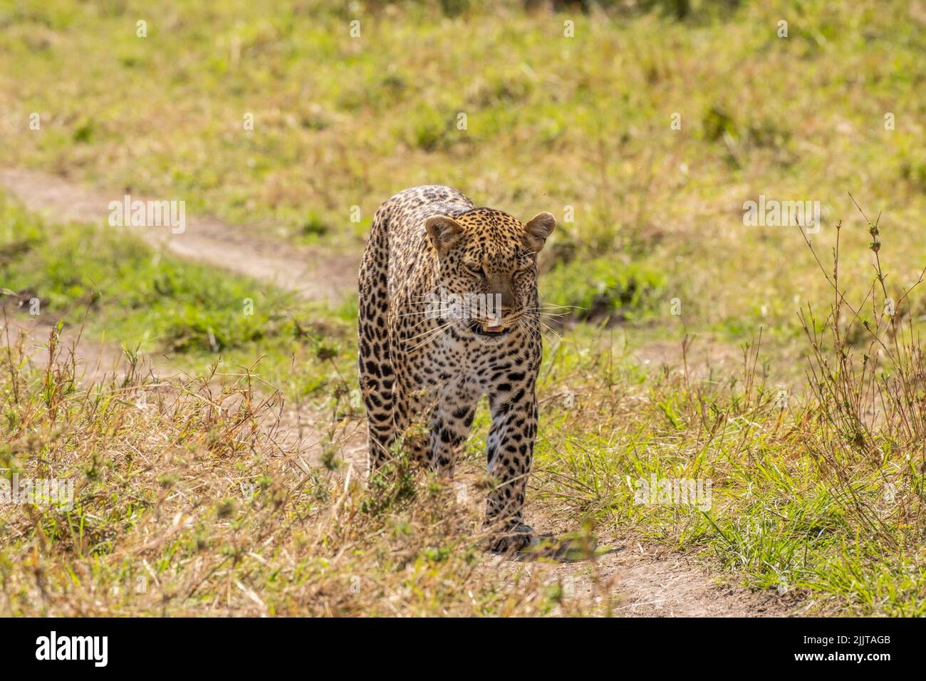 Leopard im Masai Mara Wildreservat von Kenia Stockfoto