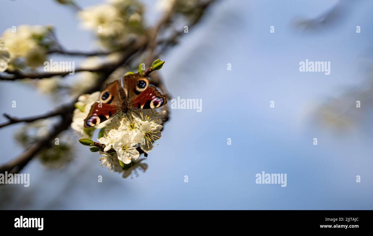Ein schöner rot gemusterter Schmetterling auf blühenden Blütenbaumbästen Stockfoto