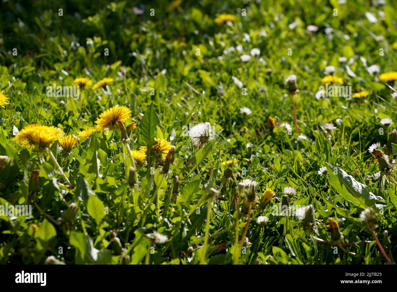 Eine Nahaufnahme von gelben Löchenkernen (Taraxacum) Blüten, die im grünen Gras im Sonnenlicht wachsen Stockfoto