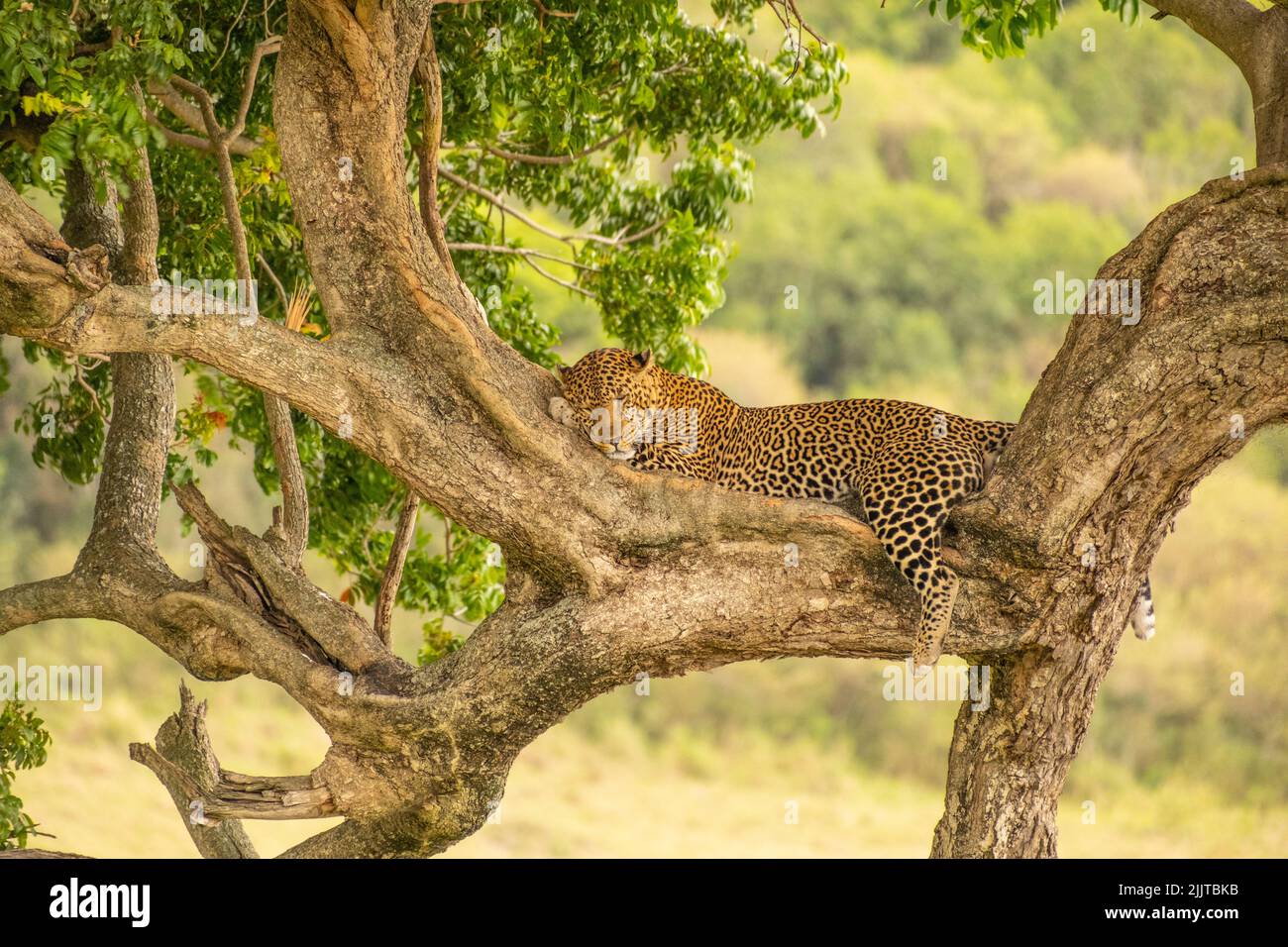 Leopard im Masai Mara Wildreservat von Kenia Stockfoto