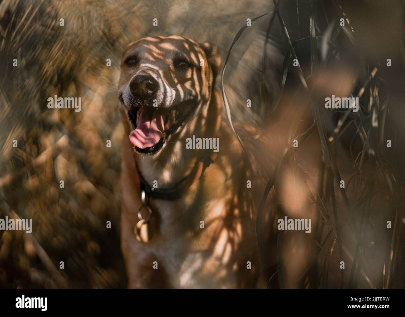 Ein indischer Pariah Hund im Wald Stockfoto