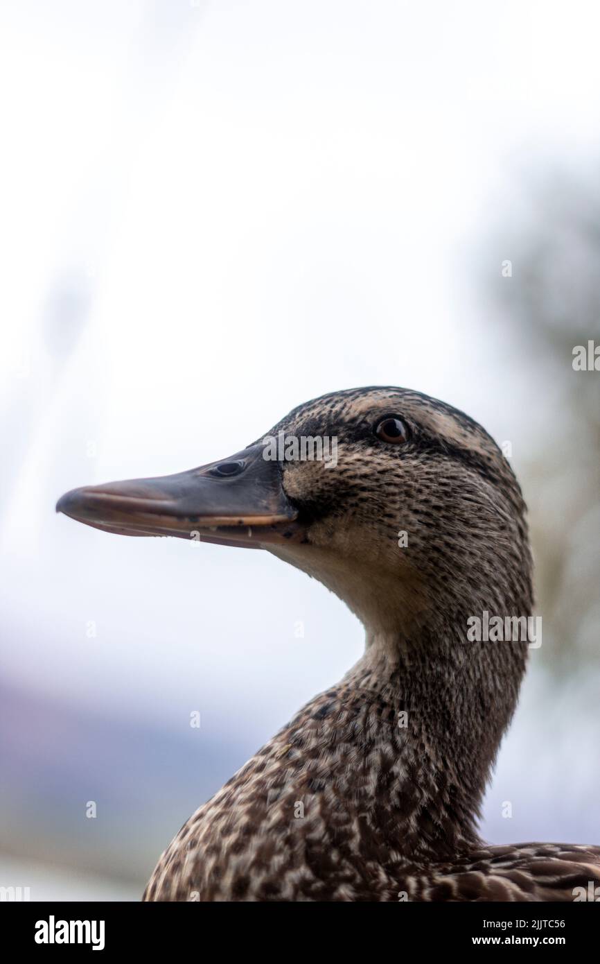 Eine vertikale Aufnahme des Porträts einer braunen Ente Stockfoto