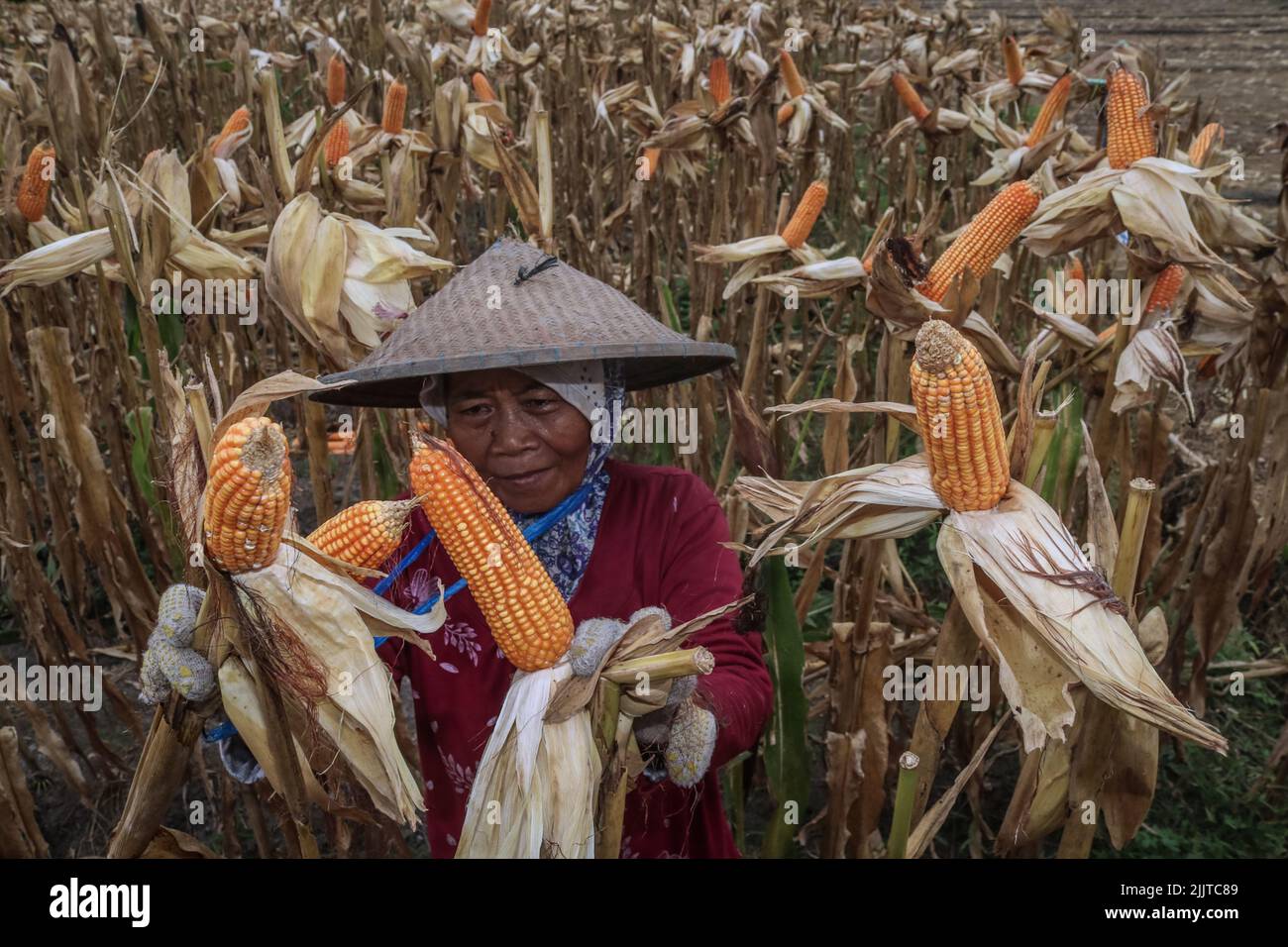 Banyuwangi, Ost-Java, Indonesien. 28.. Juli 2022. Ein Landwirt erntet Mais bei der Ernte 2. des Jahres auf einem Reisfeld im Dorf Pesanggaran, Banyuwangi, Provinz Ost-Java, Indonesien, am 28. Juli, 2022.das indonesische Landwirtschaftsministerium strebt für 2022 eine Maisanbaufläche von 4,26 Millionen Hektar (ha) und eine Maisproduktion von 23,10 Millionen Tonnen an. Im Jahr 2021 wird Indonesiens Maisproduktion von einer Erntefläche von 4,15 Hektar 15,79 Millionen Tonnen erreichen. (Bild: © Aman Rochman/ZUMA Press Wire) Stockfoto