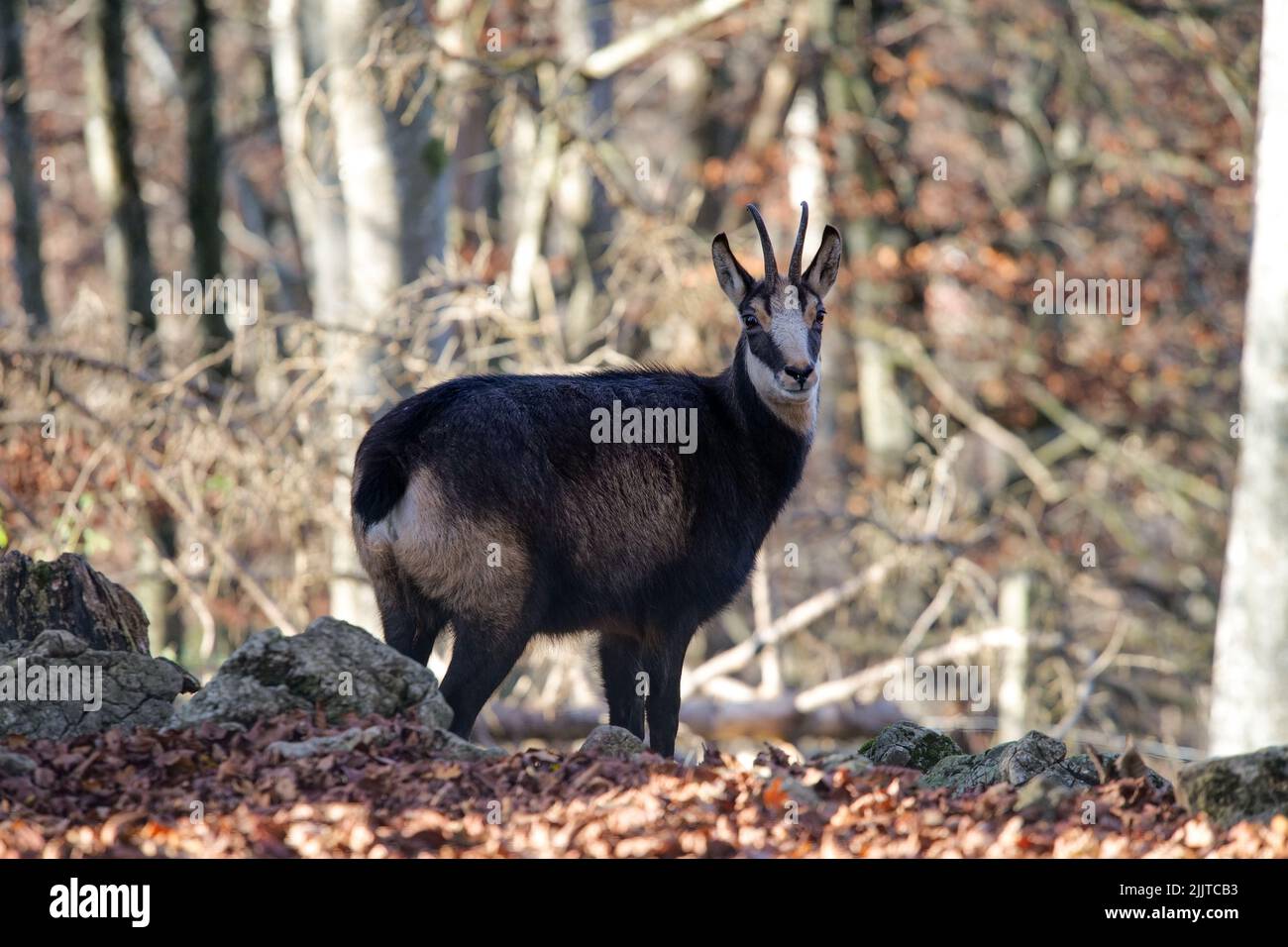 Eine Nahaufnahme einer Gämse oder alpinen Gämse, die in einem Wald stehen Stockfoto