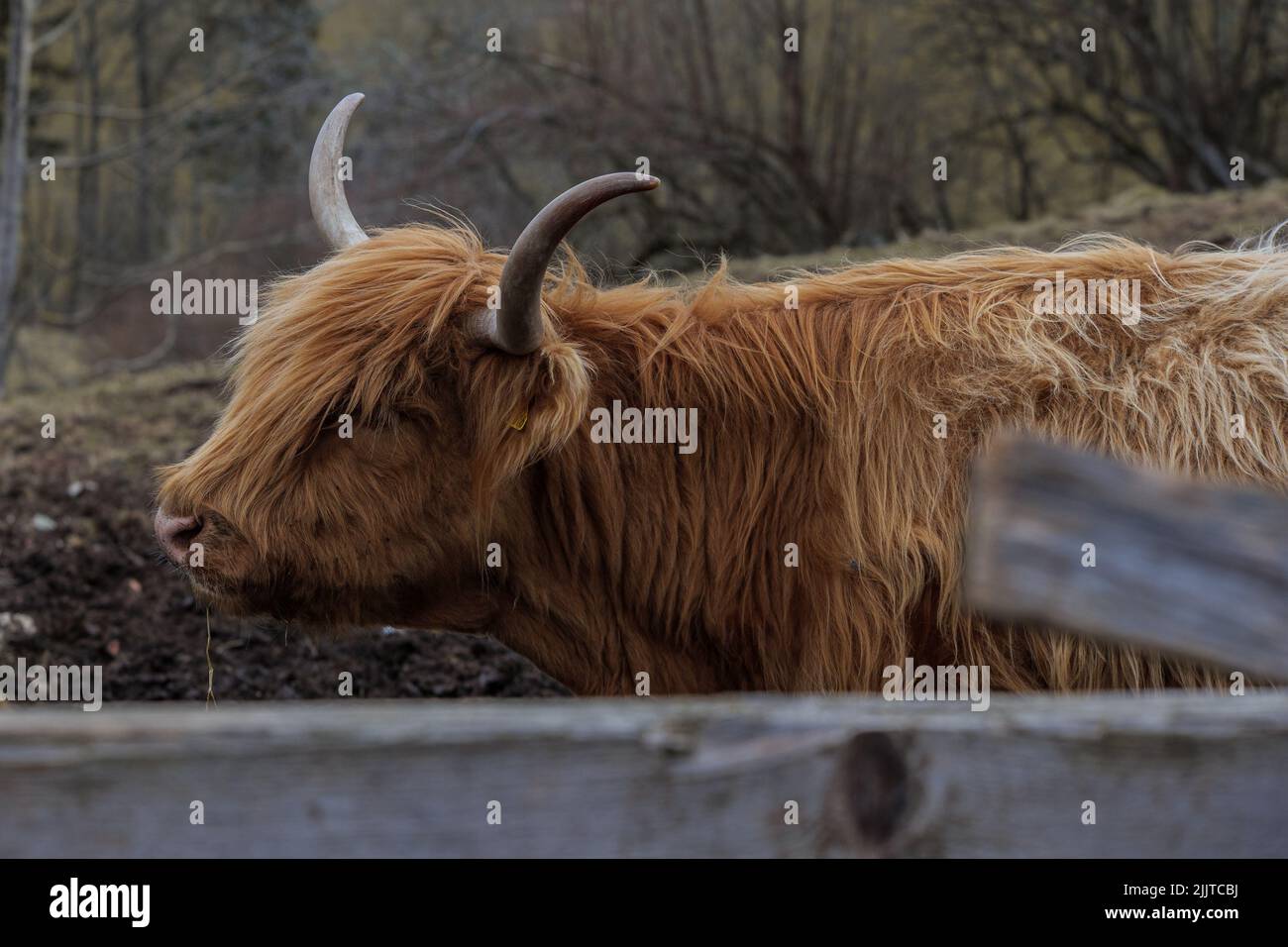 Eine Nahaufnahme einer schottischen Highland-Kuh im Freien Stockfoto