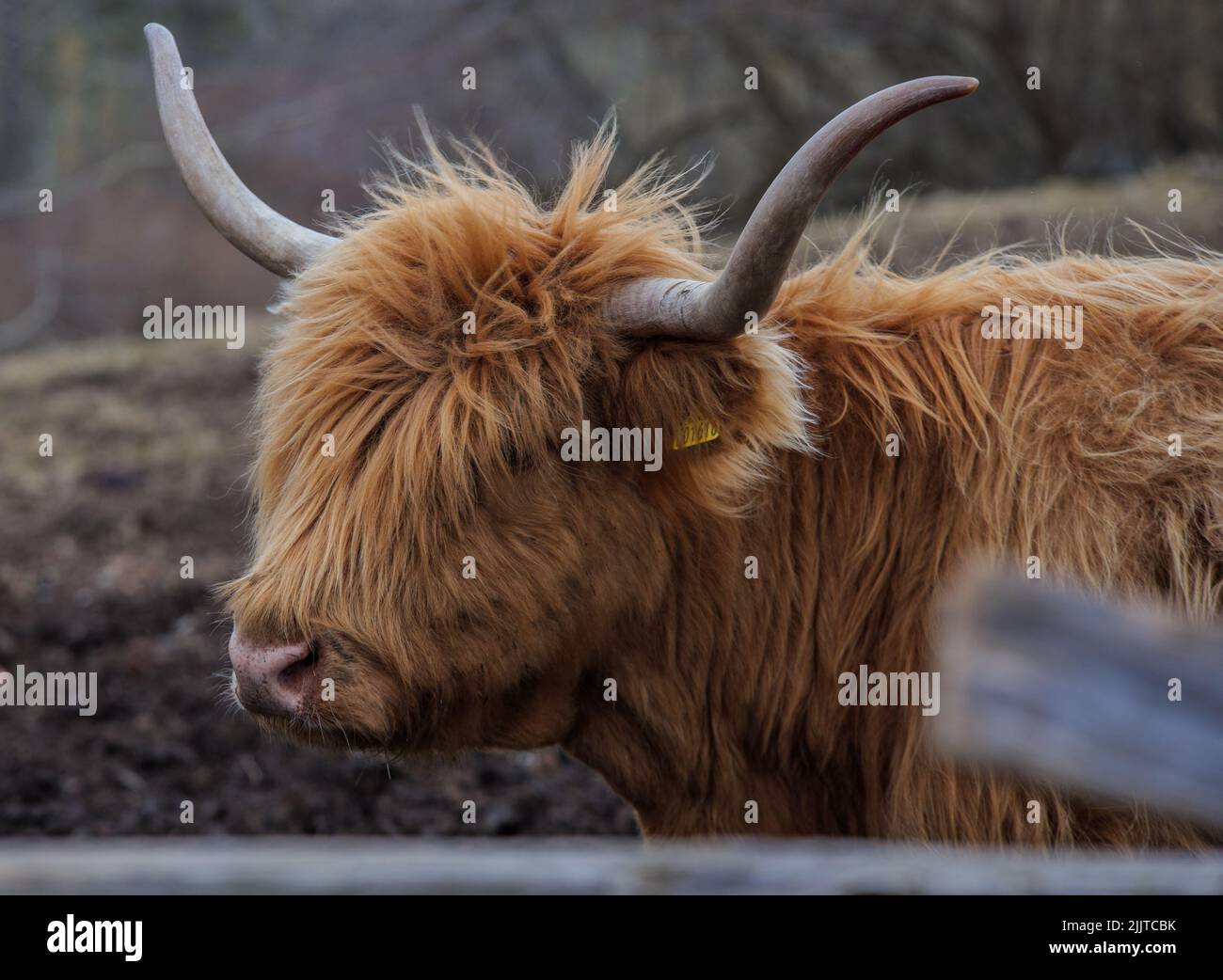 Eine Nahaufnahme einer schottischen Highland-Kuh im Freien Stockfoto