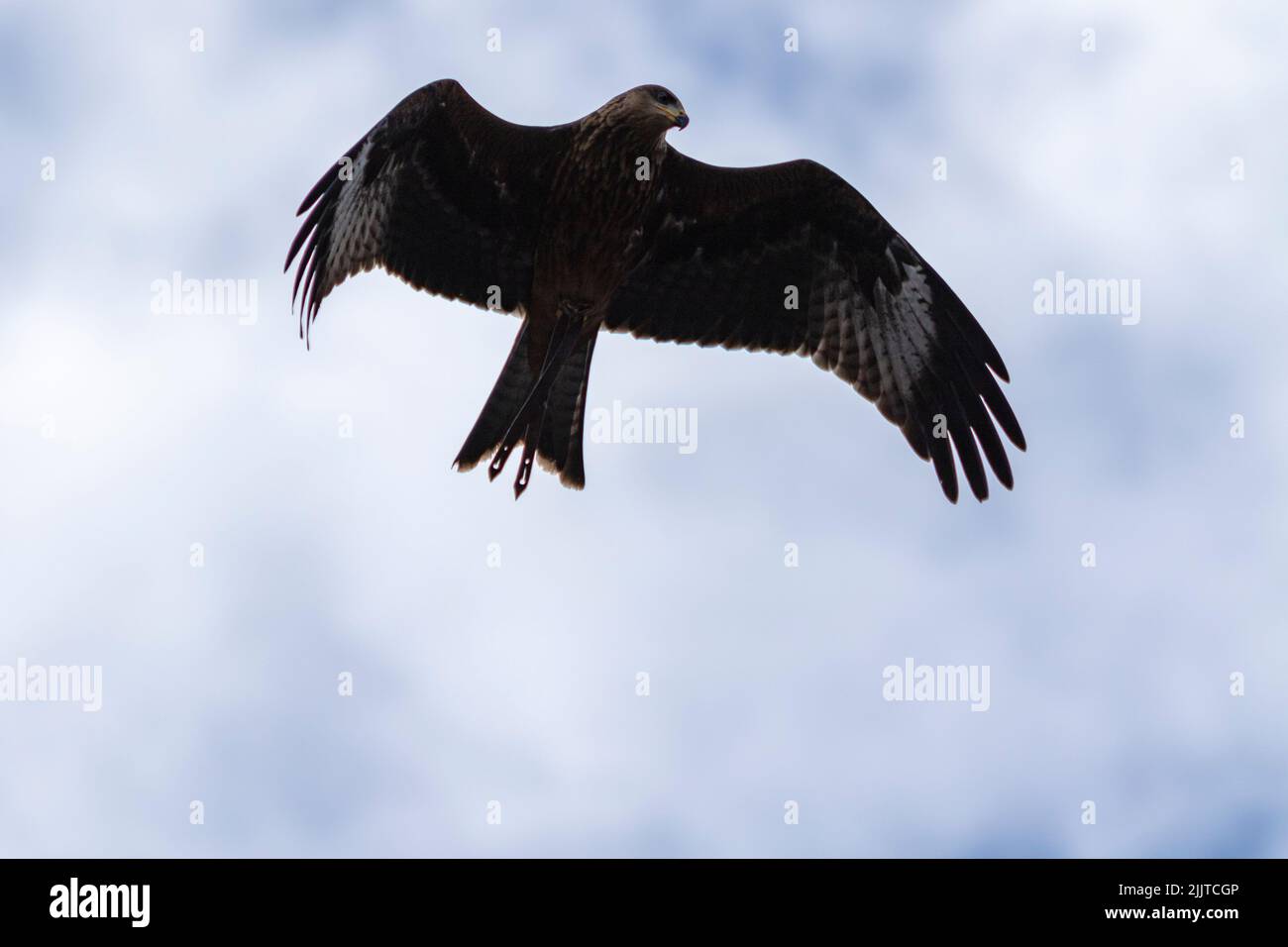Ein schwarzer Drachenvögel (Milvus migrans) mit weit ausgebreiteten Flügeln auf Himmelshintergrund Stockfoto
