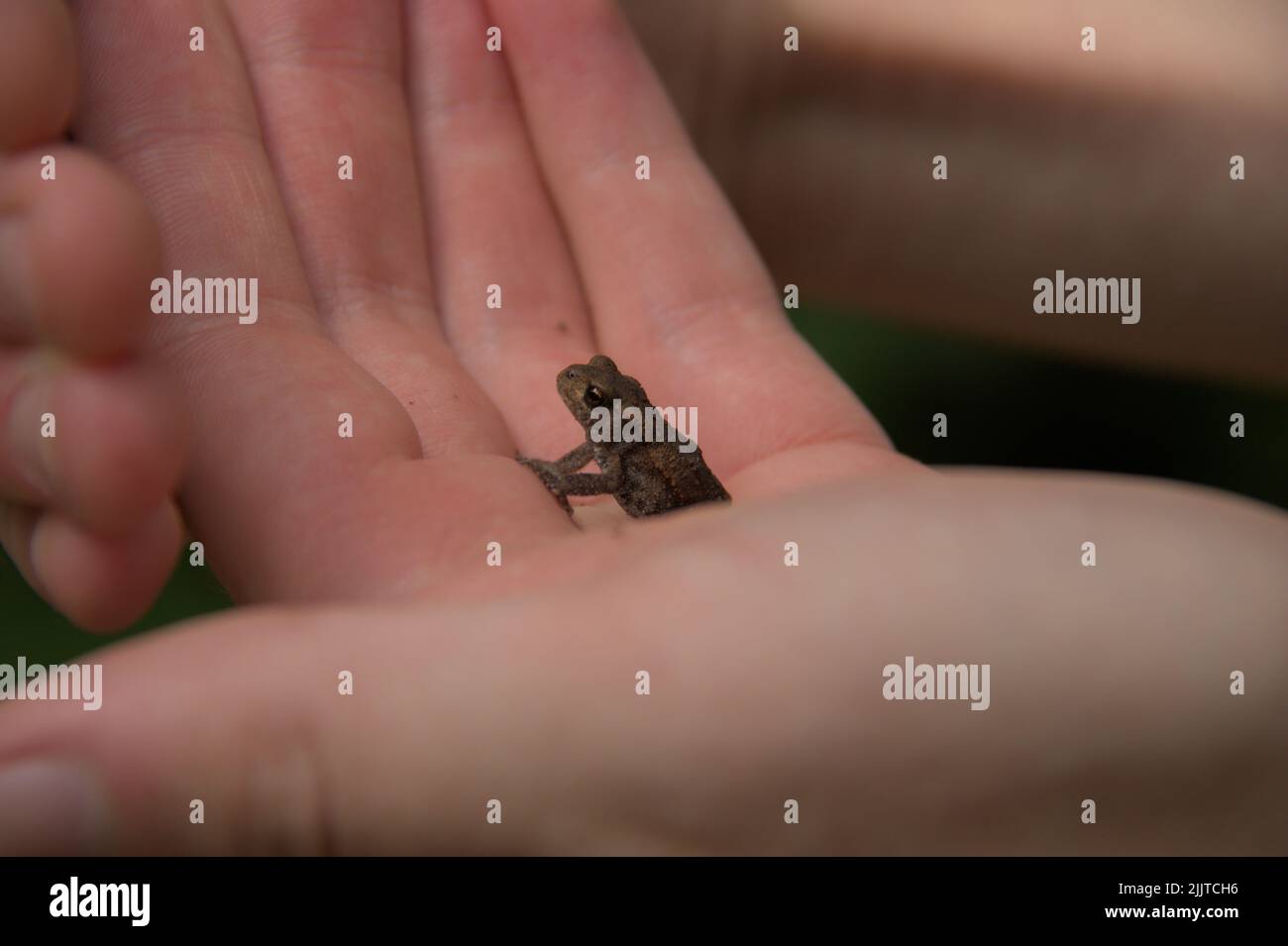 Eine Nahaufnahme einer kleinen Kröte in einer Handfläche Stockfoto