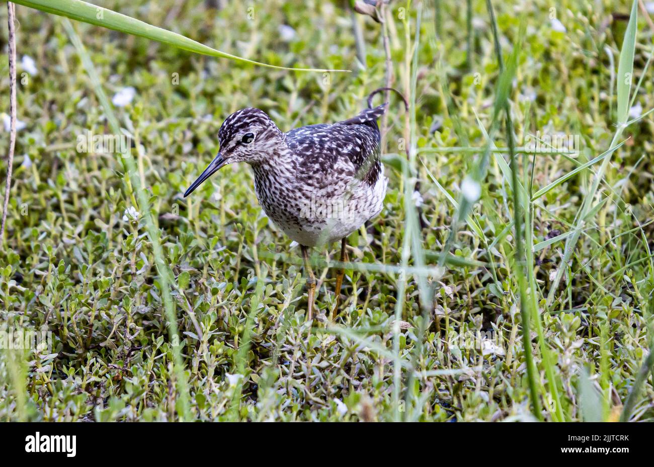 Eine Nahaufnahme einer großartigen Schnecke im Gras Stockfoto