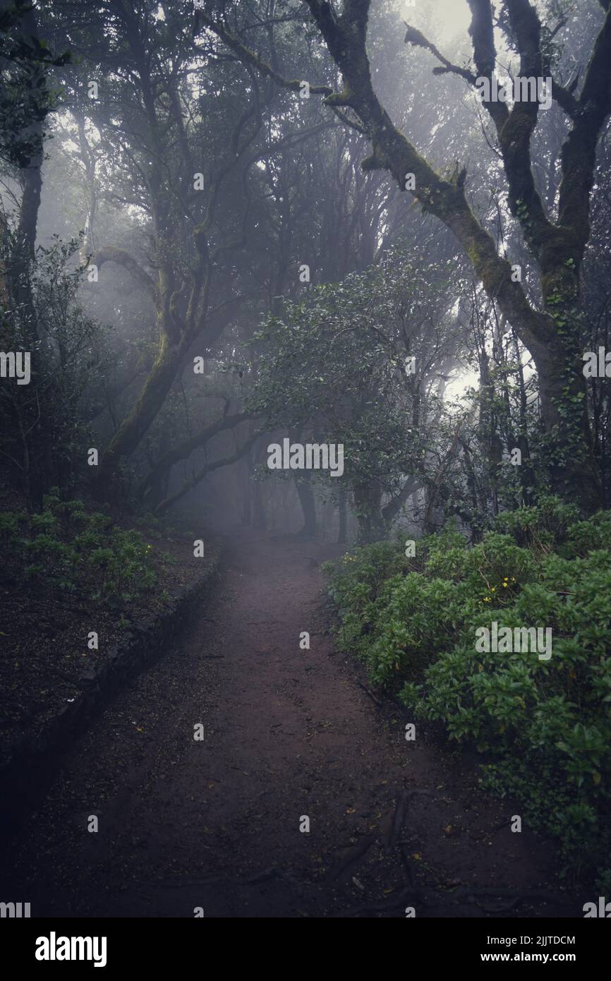 Eine schöne Aussicht auf eine Straße mit Bäumen in einem geheimnisvollen Wald Stockfoto