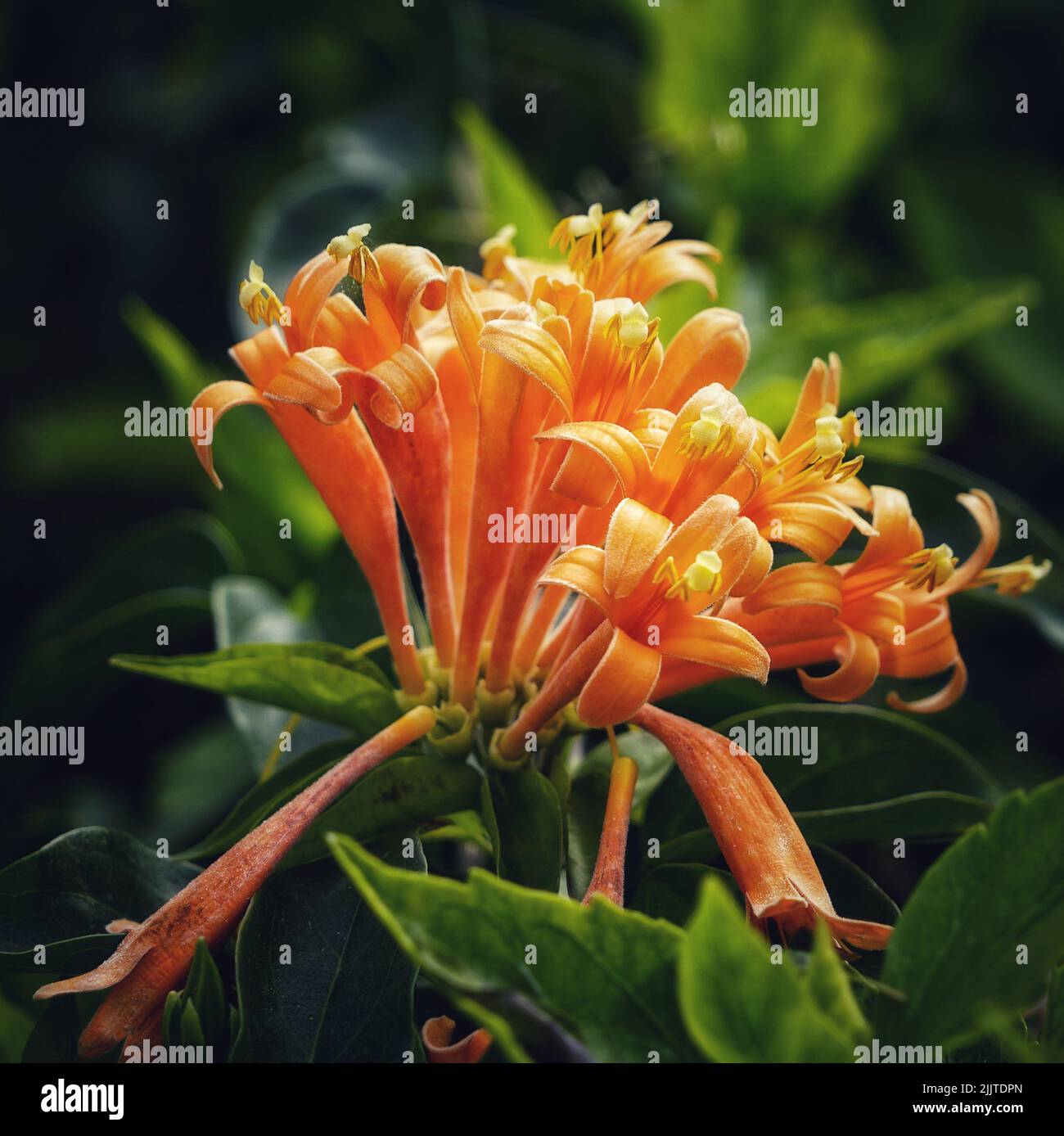 Eine Nahaufnahme der schönen Pyrostegia venusta, die an einem sonnigen Tag in einem Garten wächst Stockfoto